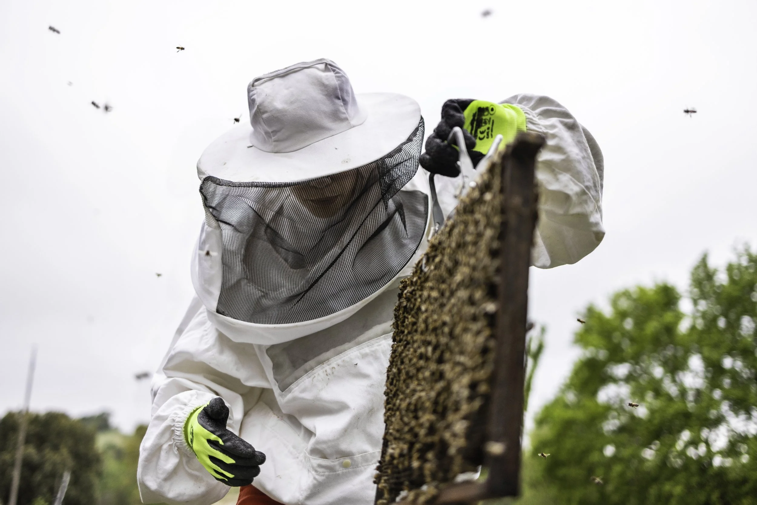 Apiculteur en tenue protectrice inspectant un cadre avec des abeilles.
