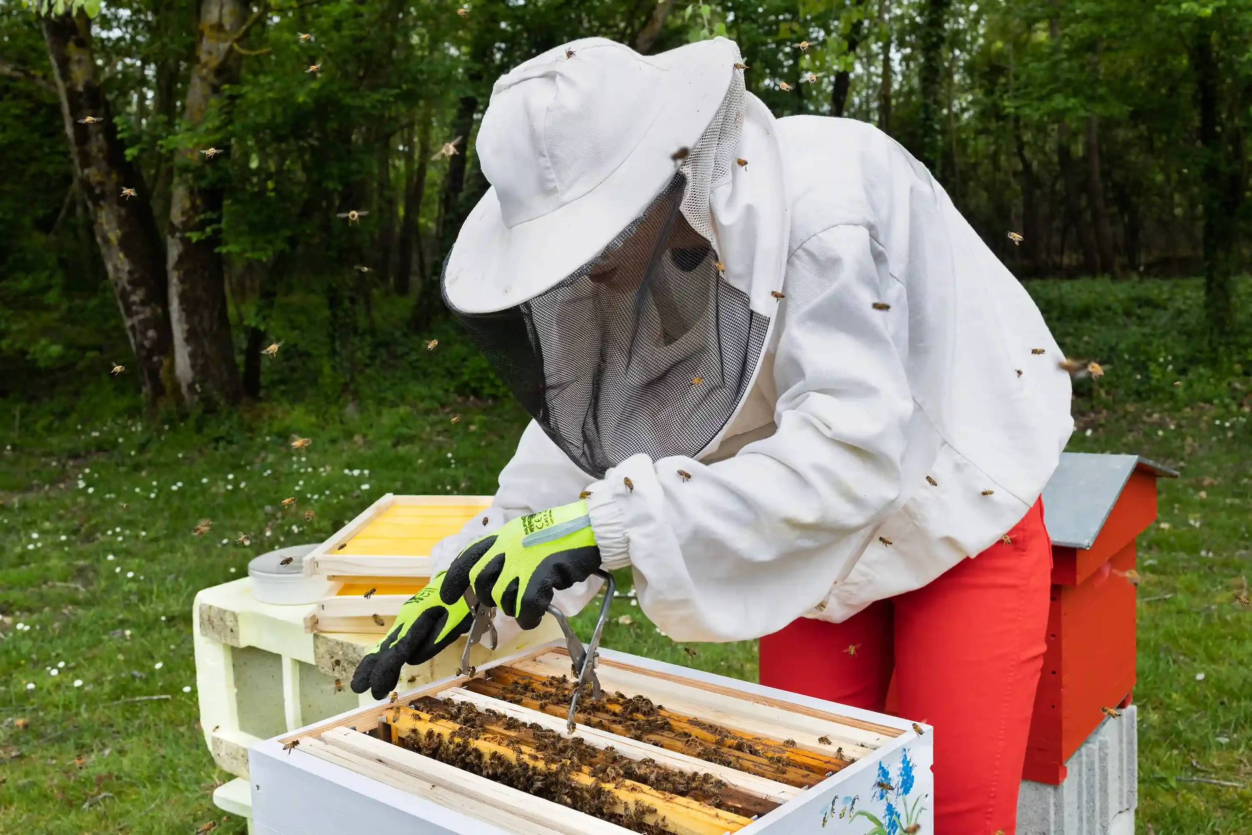 Reportage_entreprise_photographe_toulouse_apiculteur (10).webp