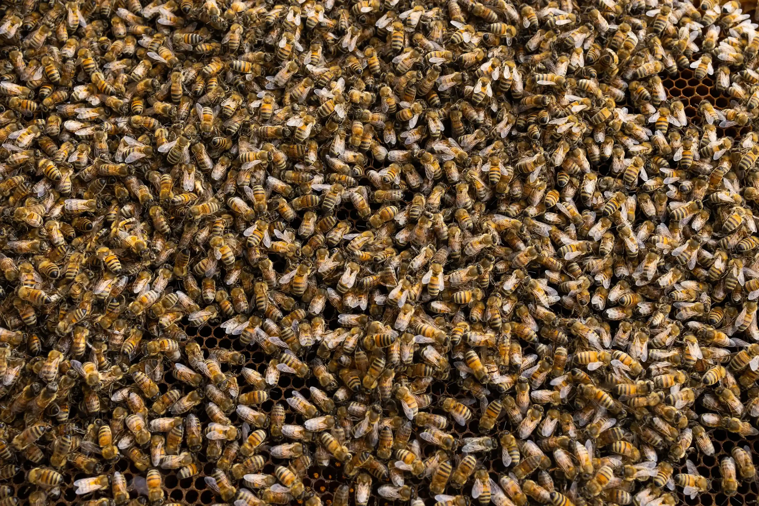 Reportage_entreprise_photographe_toulouse_apiculteur (11).webp