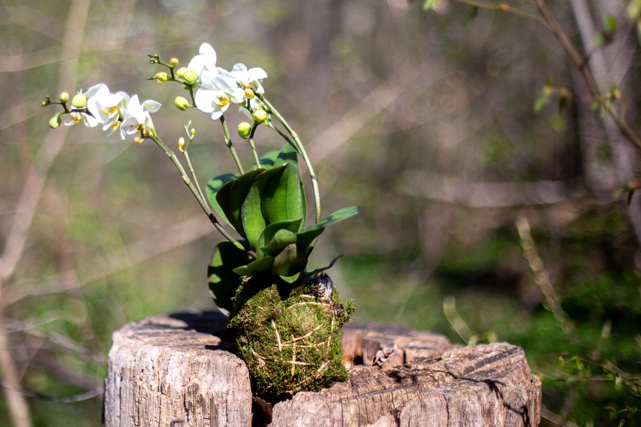 Kokedama im Wald