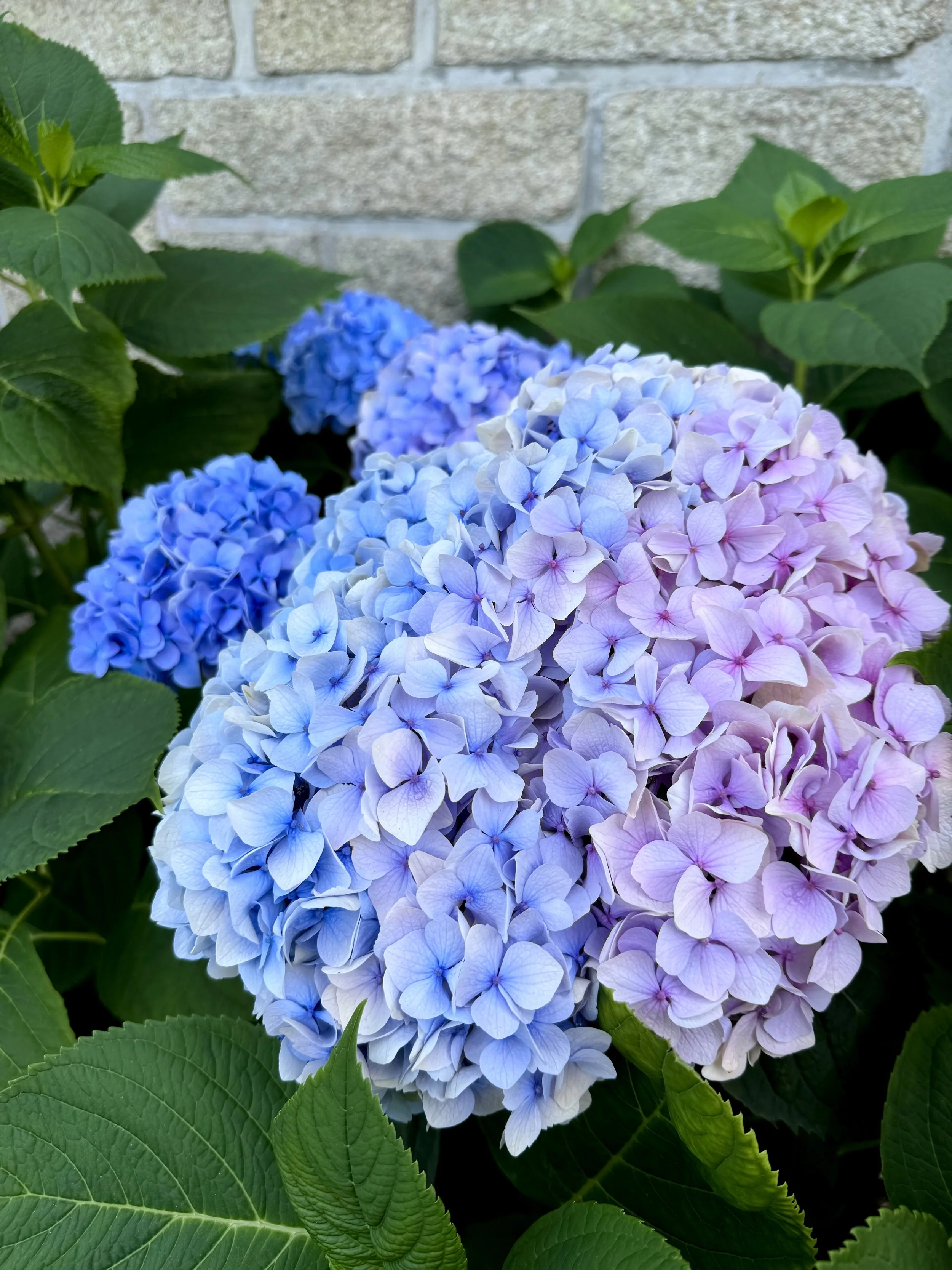 inspiration-florale-hortensias.jpeg