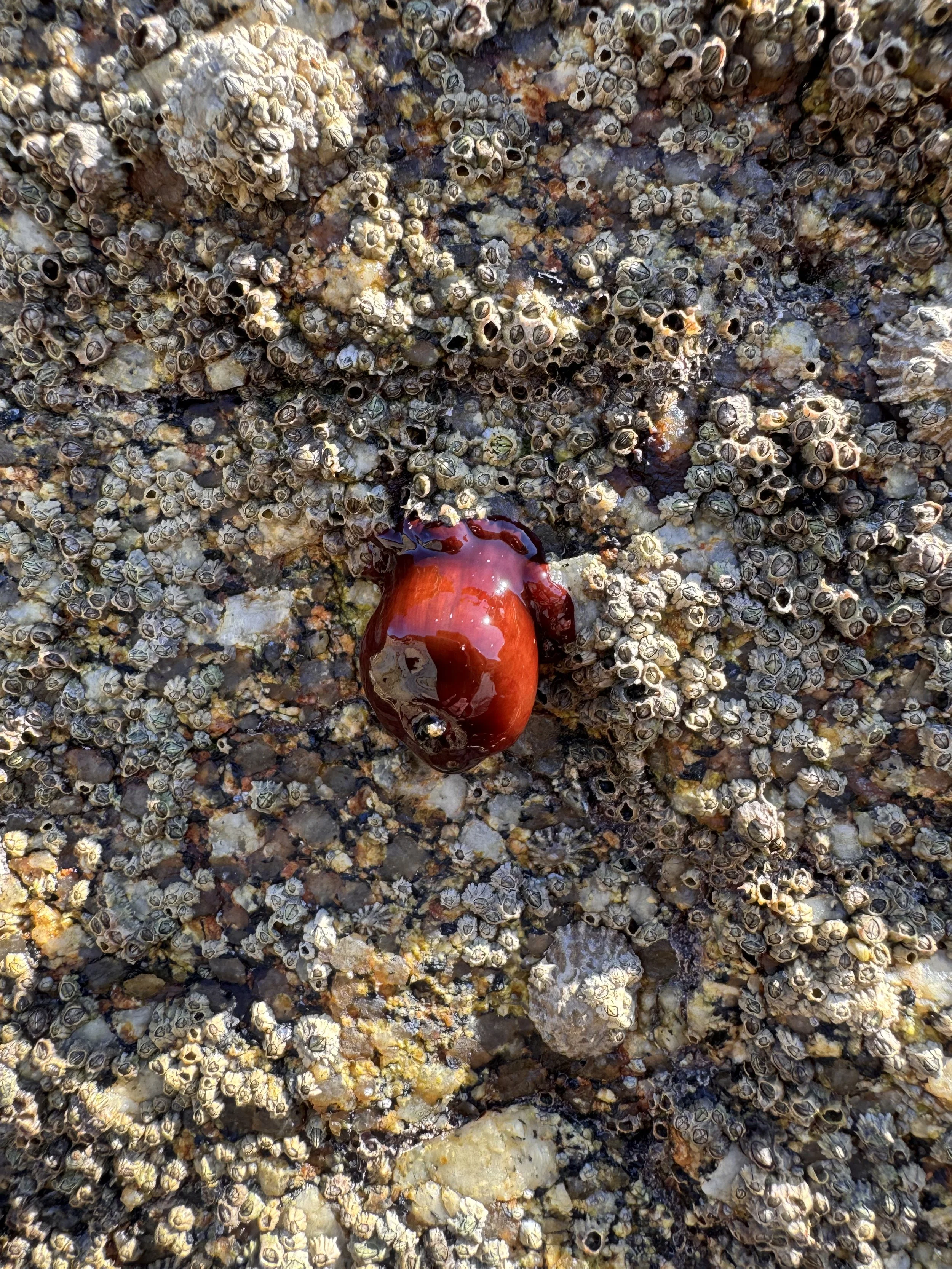 anemone-de-mer-rouge-plage-kermyl-beg-meil.jpeg