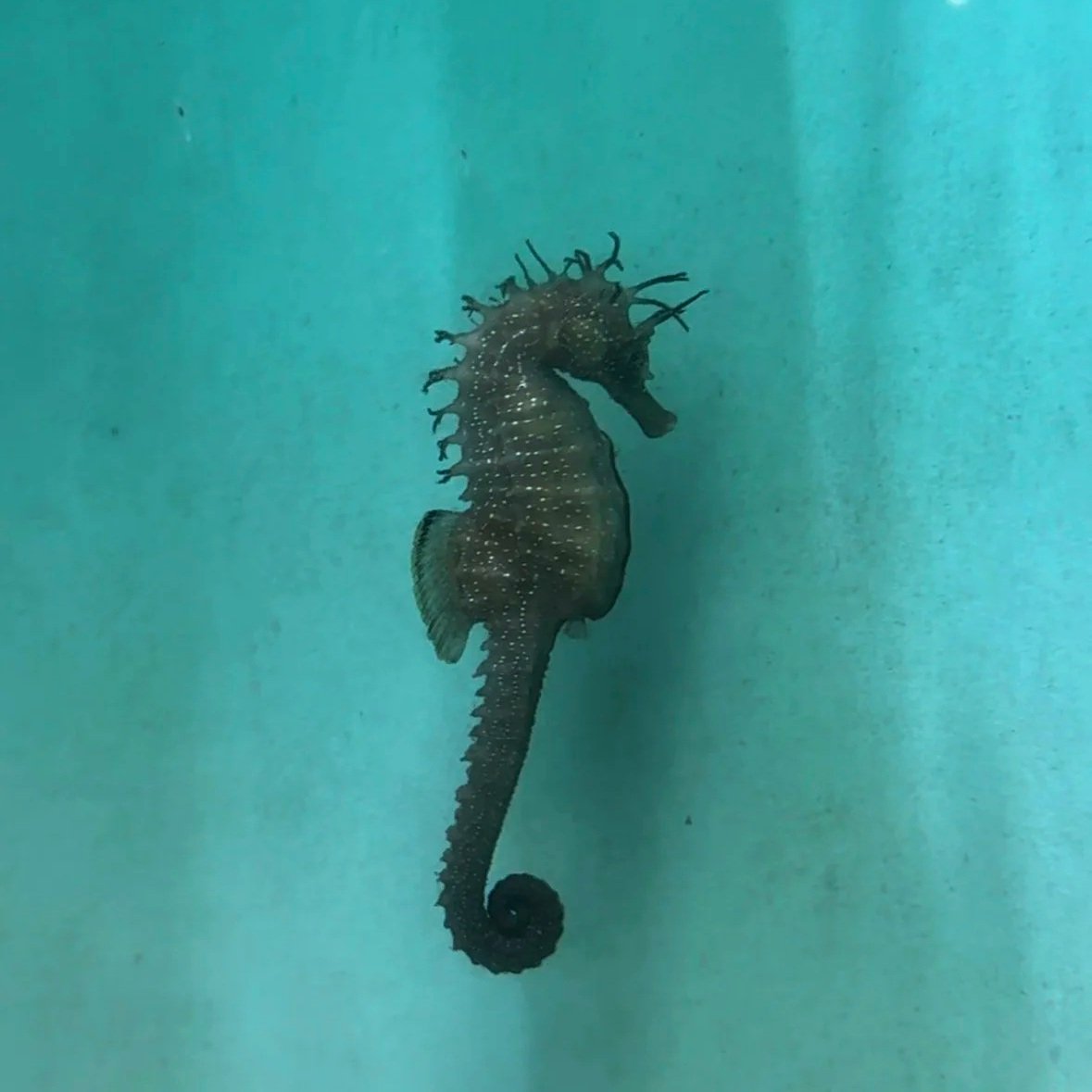 hippocampe-oceanopolis-brest.jpg