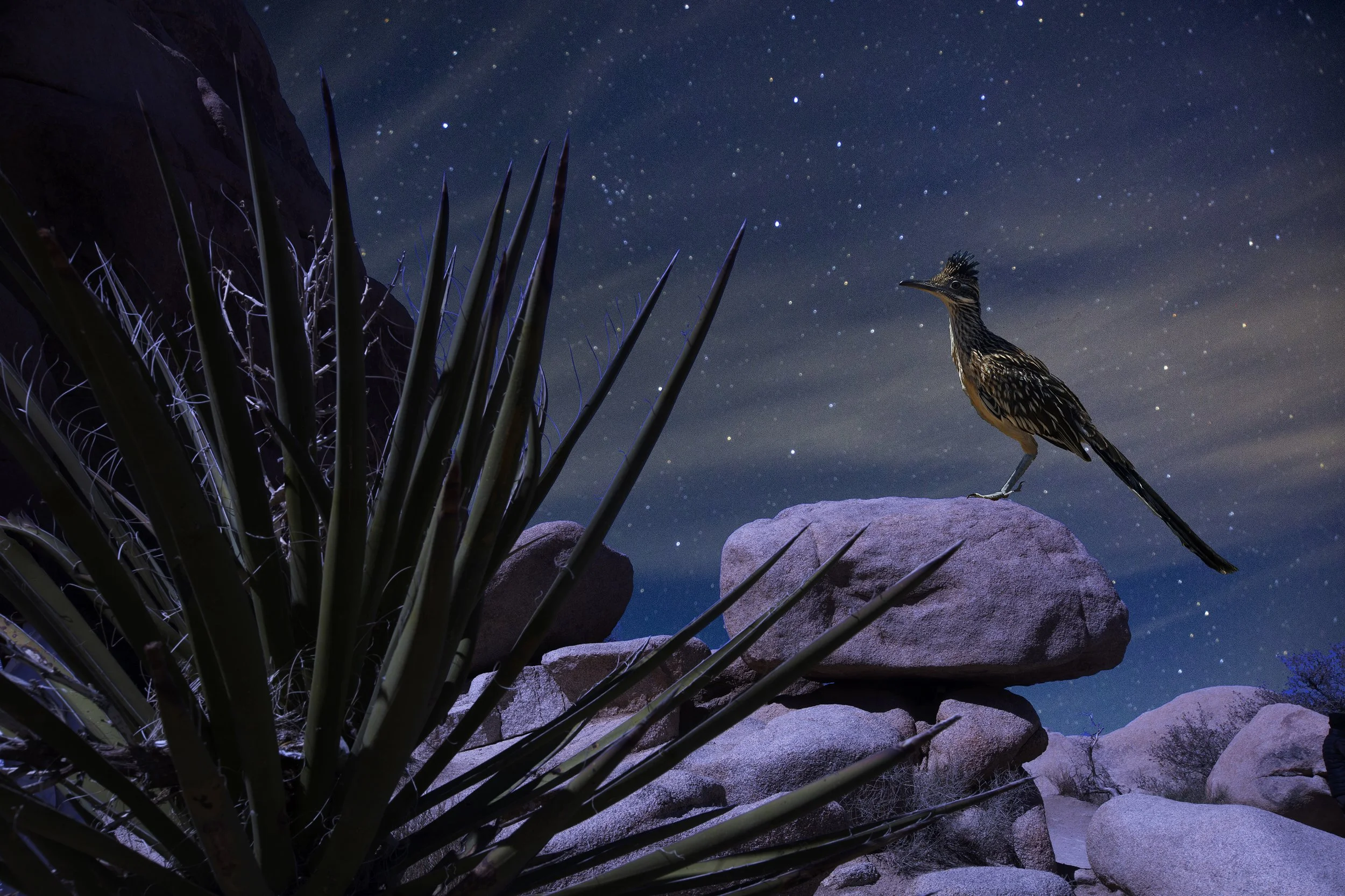 Roadrunner #2