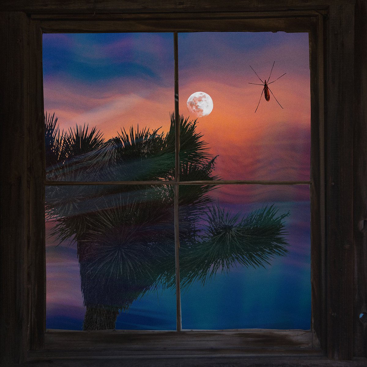 Through the Window