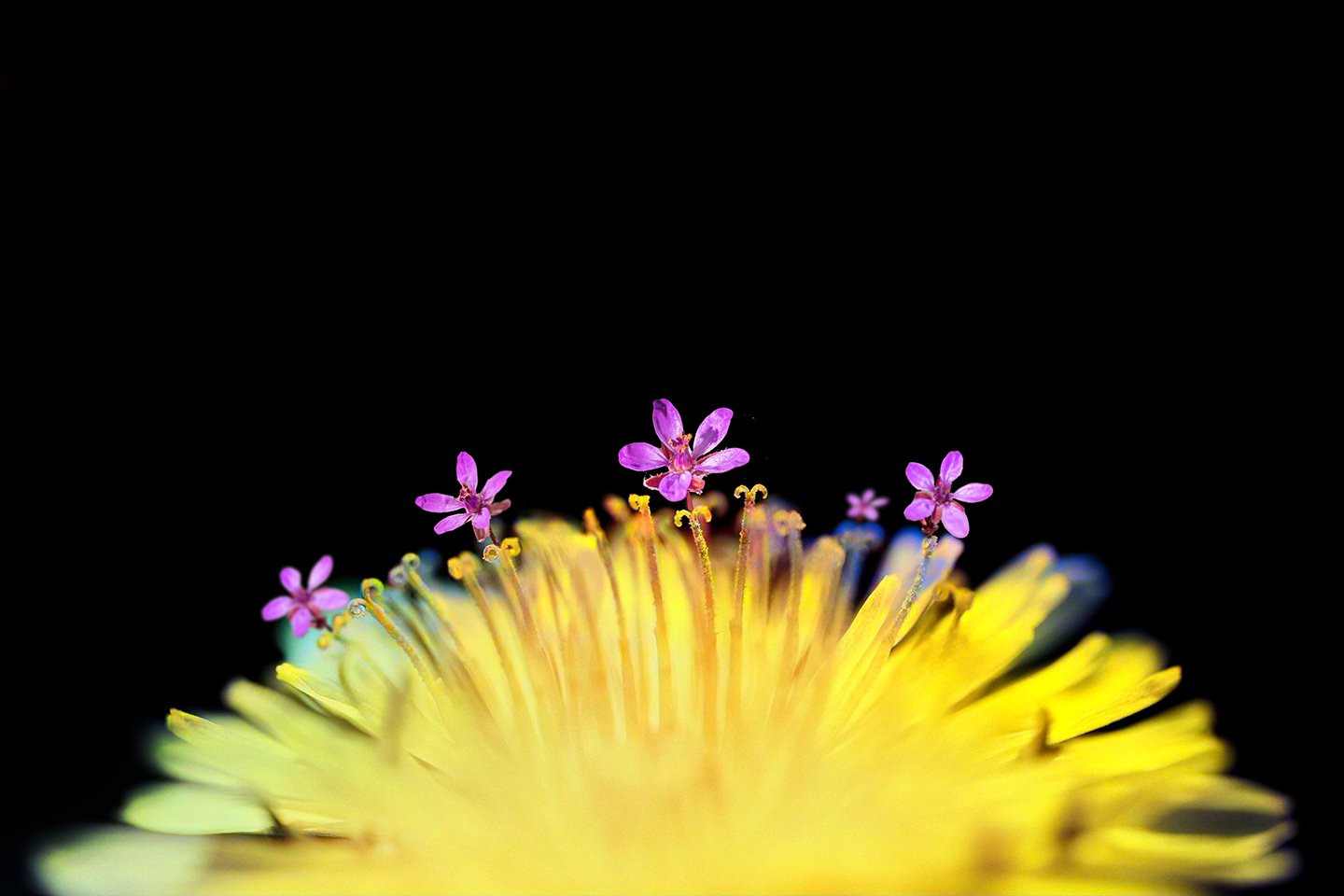 Yellow Flower