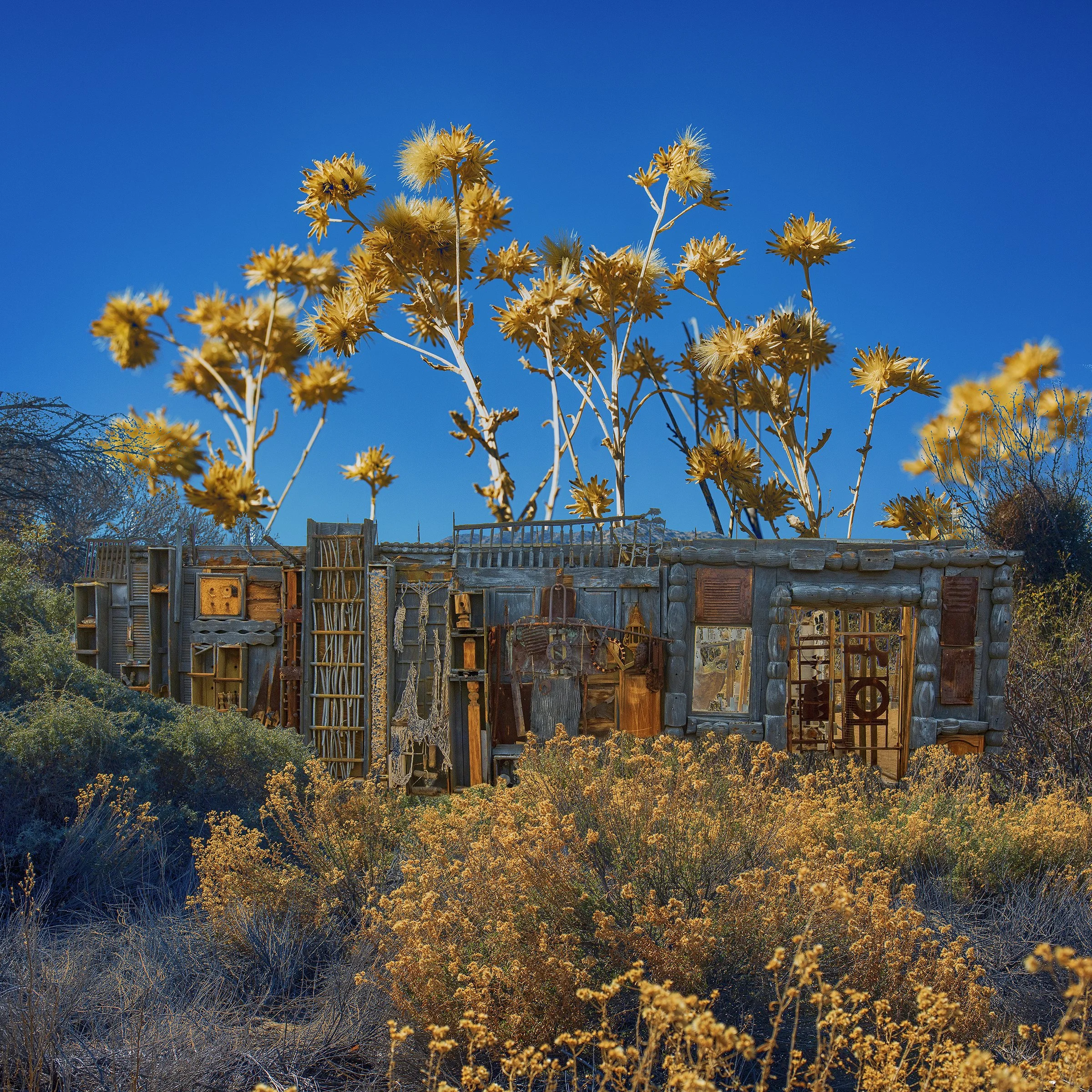 House in the Flowers