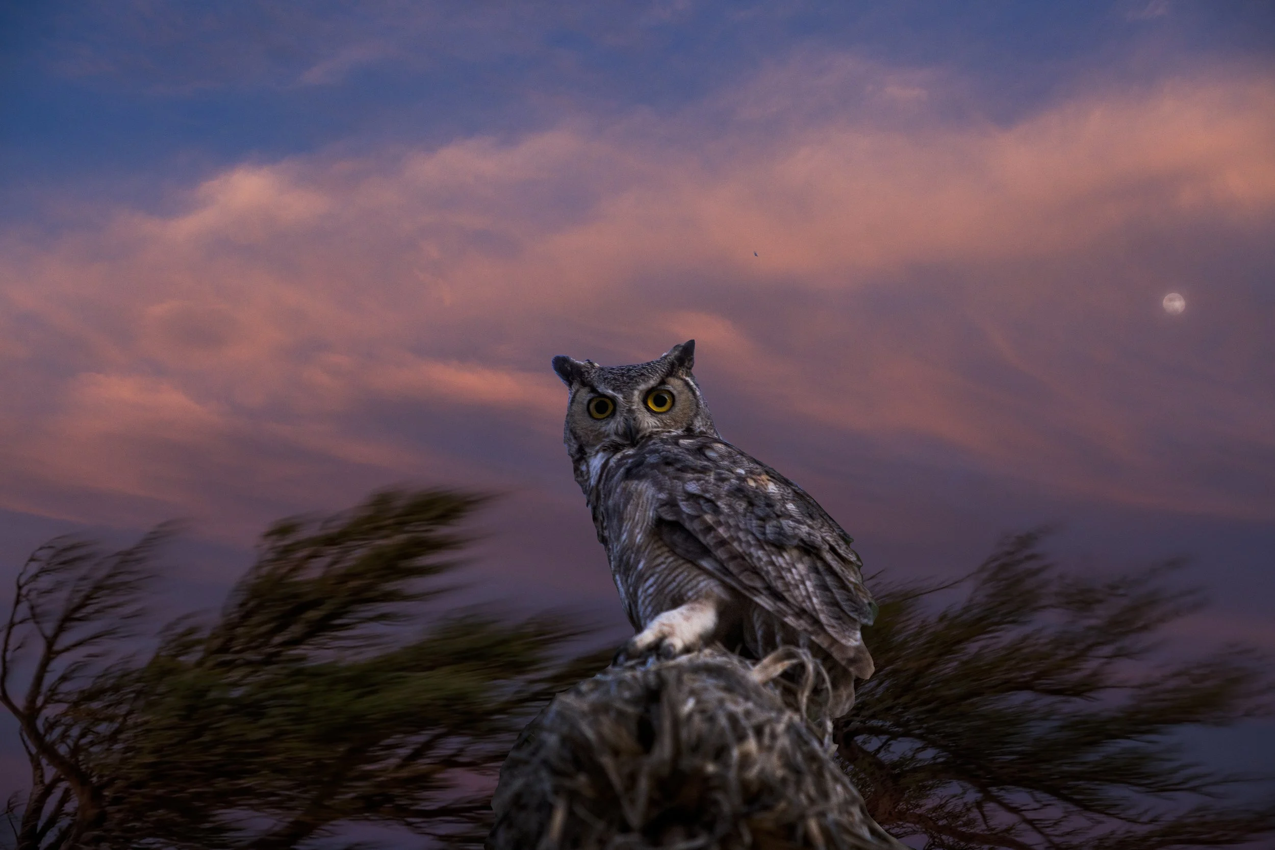 owl1v2.jpg