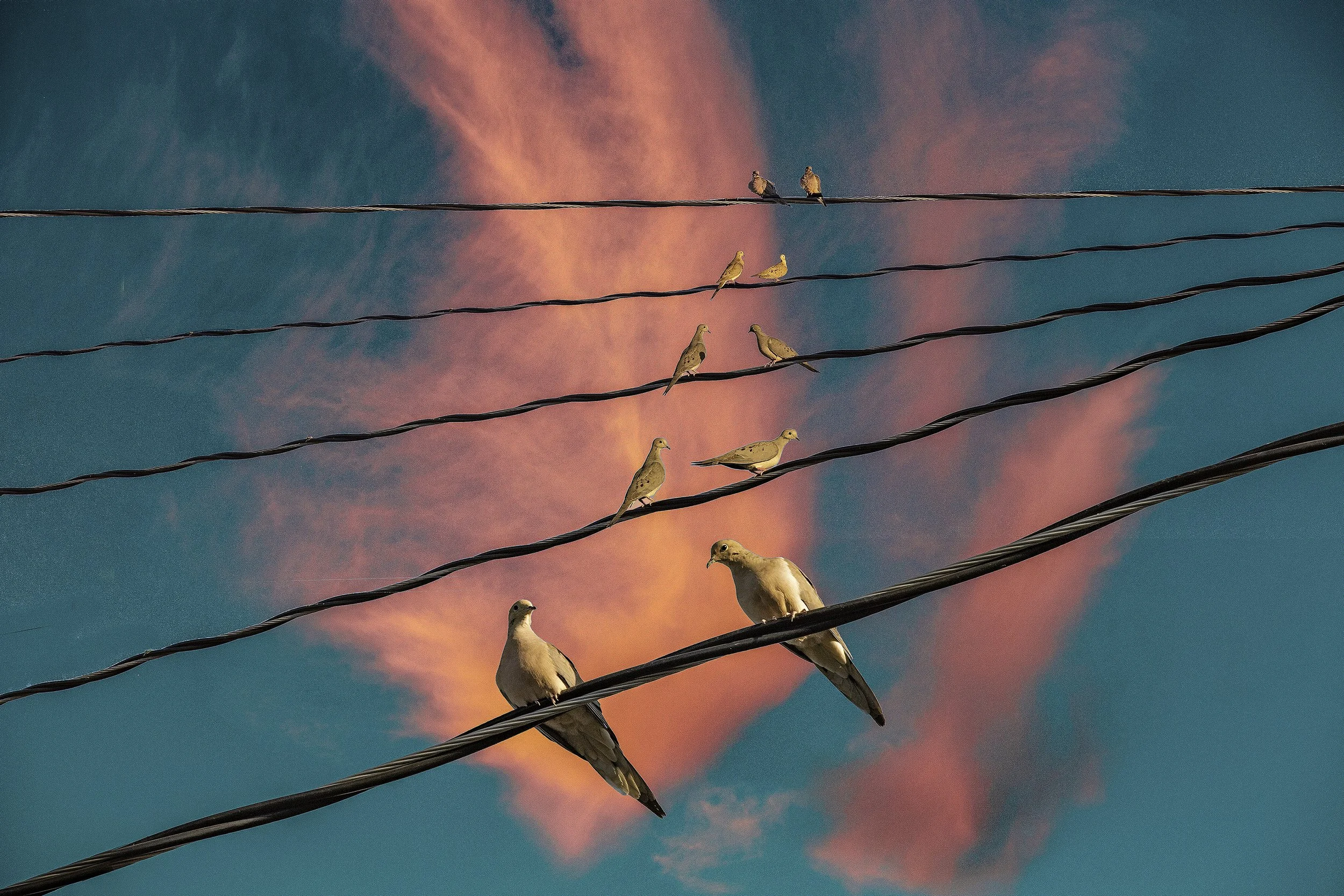 Love Pigeons