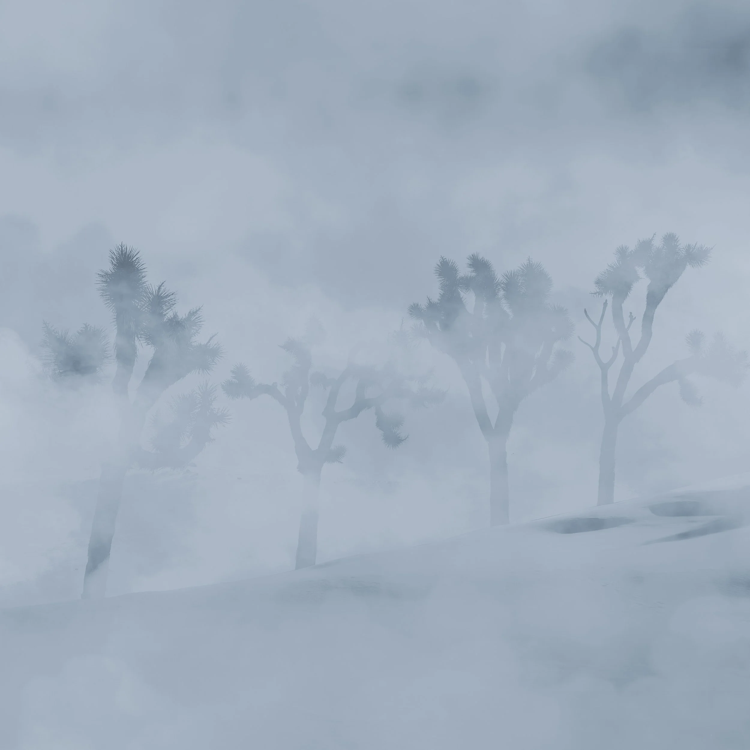 Foggy Trees