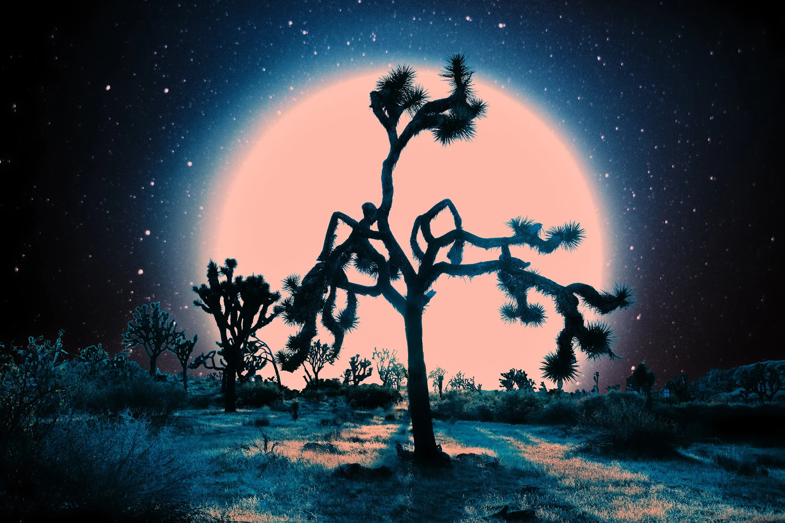 Pink Moon