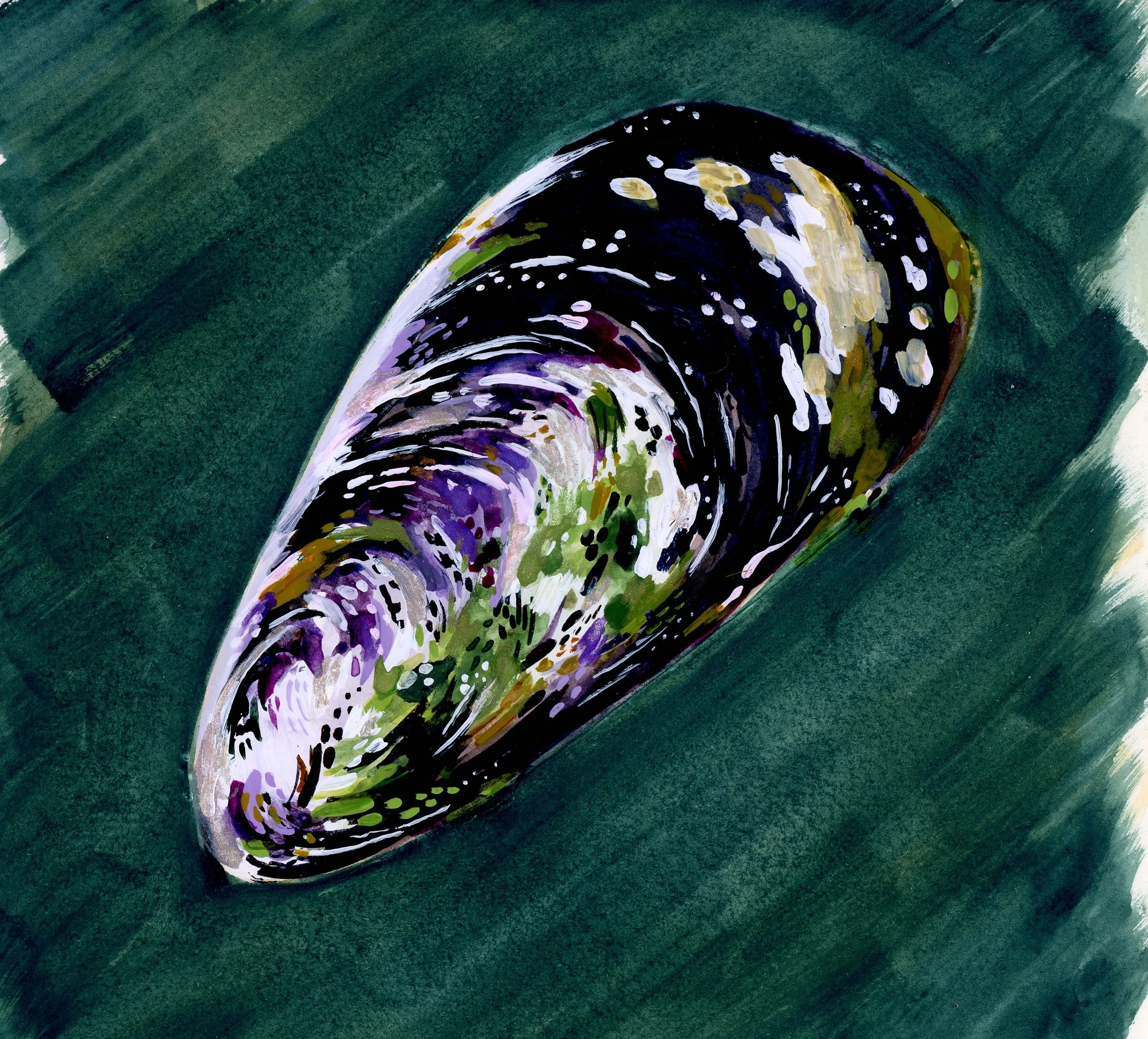 Blue-Mussel---Shine.jpg