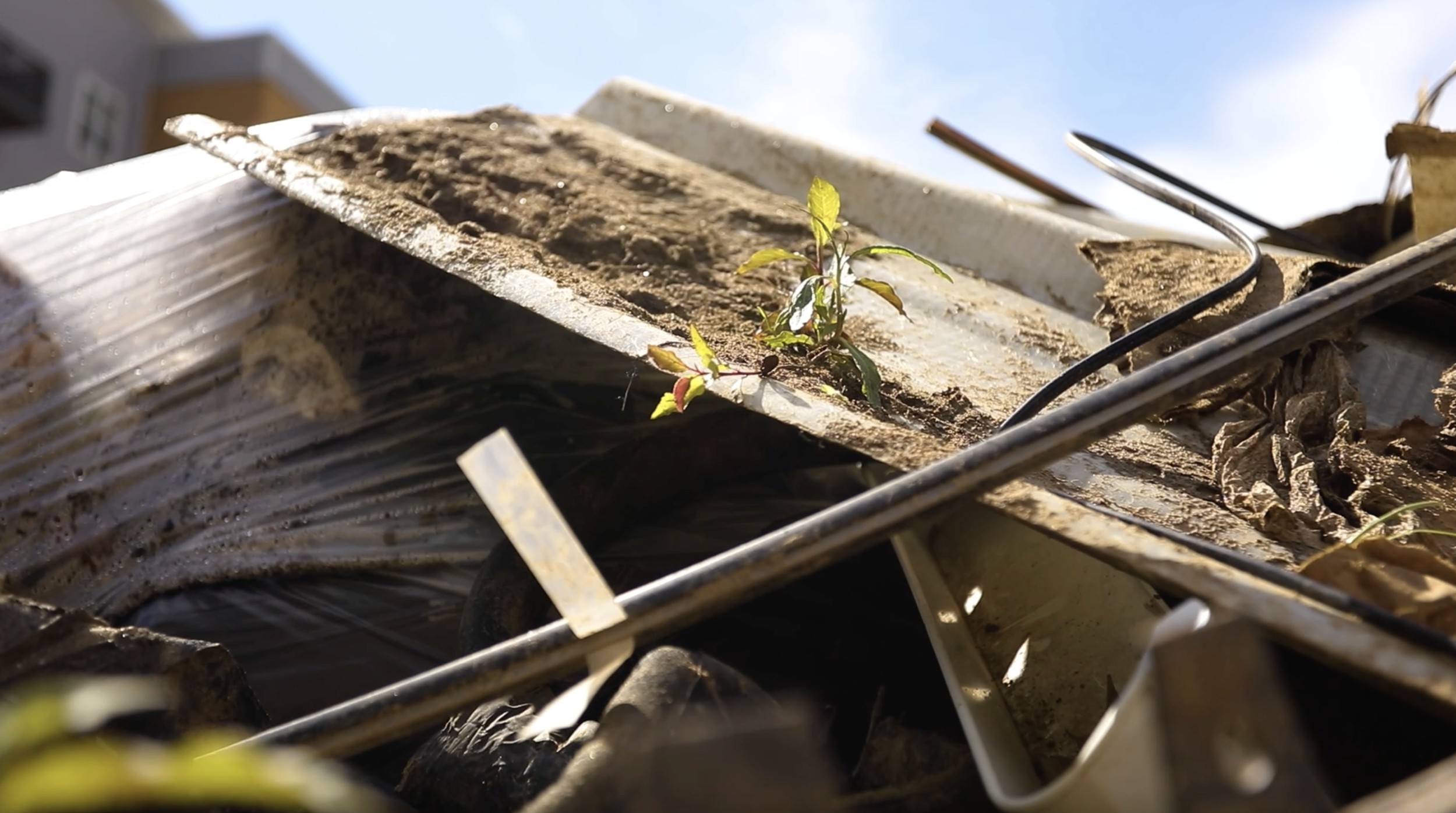 A small uprooted plant stands on top of pieces of deconstructed roofing along the French Broad River. MountainTrue nonprofit has collected over 400,000 pounds of hand-picked trash as of may 2025. 