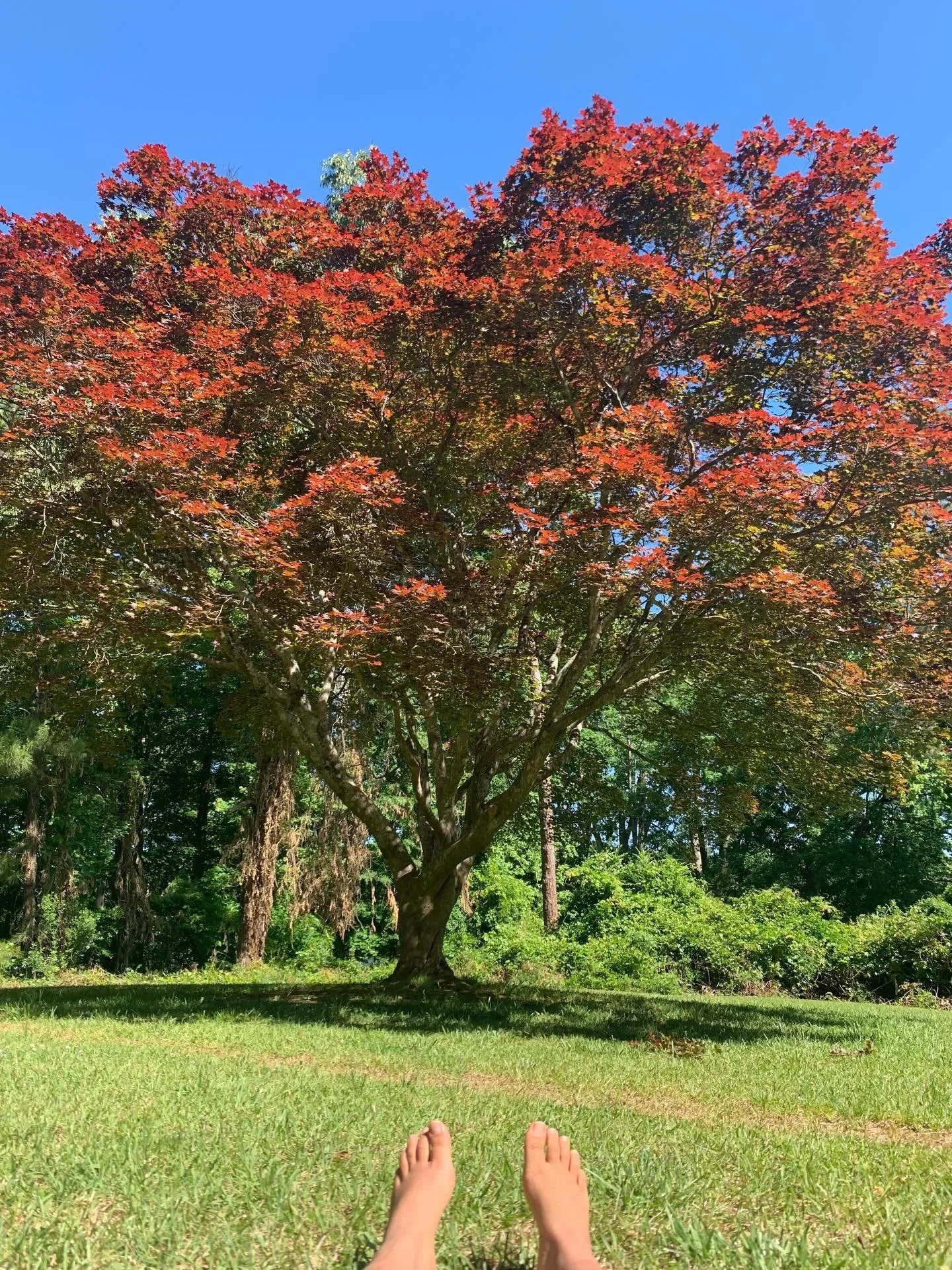 I was sitting in the meadow when I an elder african man (looked young, just had clear elder energy) approached me with a big smile on his face. He had biked up to the meadow right to the tree I was sitting by. 

It&rsquo;s one of my favorite trees to