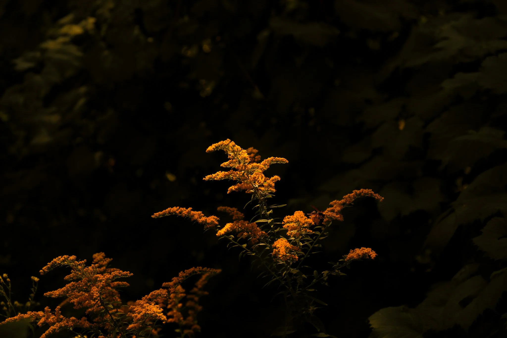 3A7A6328_1-2.jpg