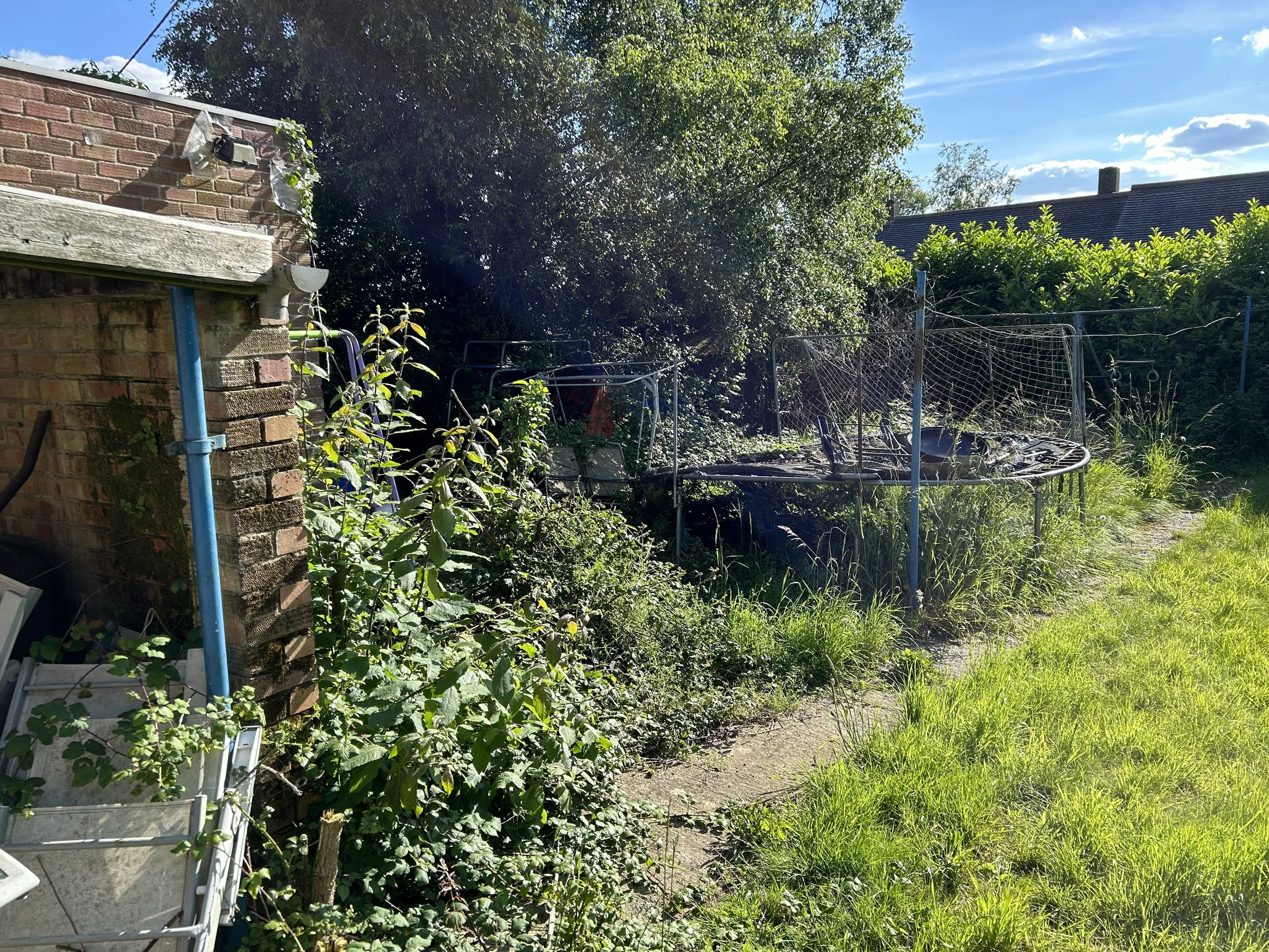 Overgrown backyard with a trampoline and netting, surrounded by tall grass and bushes. A brick structure is partially visible with a blue pipe attached.