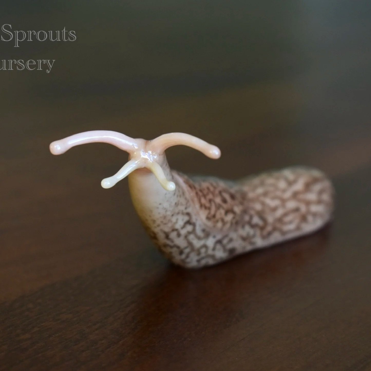 Dudley the Slug