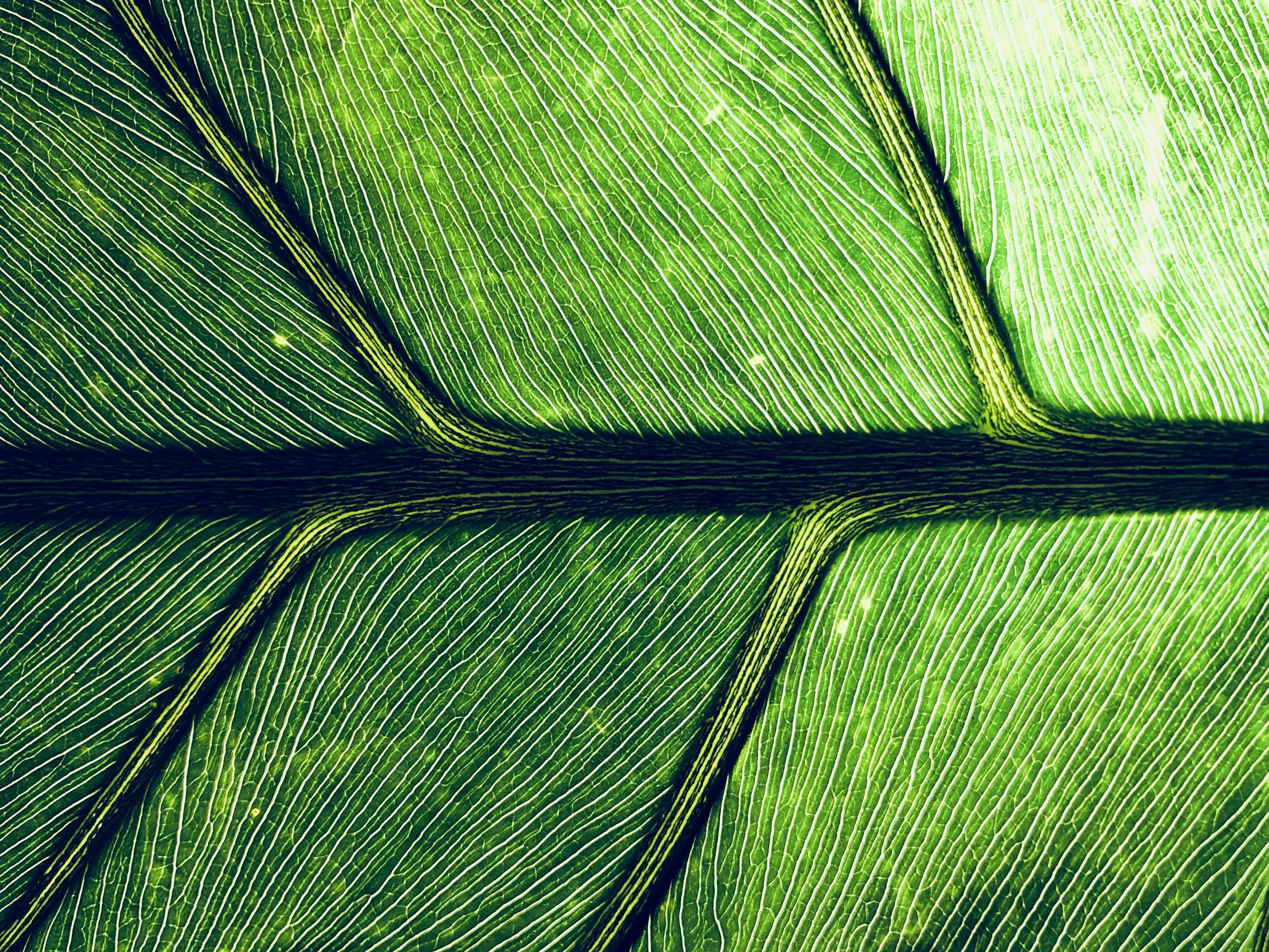 Close-up of vibrant green leaf showing detailed veins and texture.