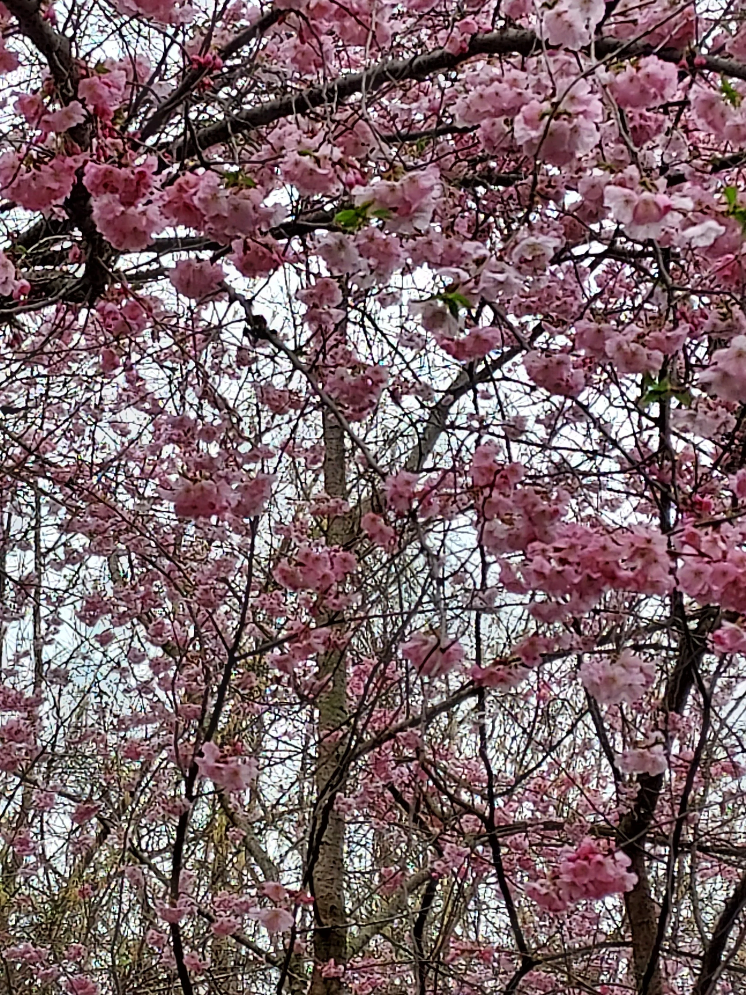Akron Sakura Festival 