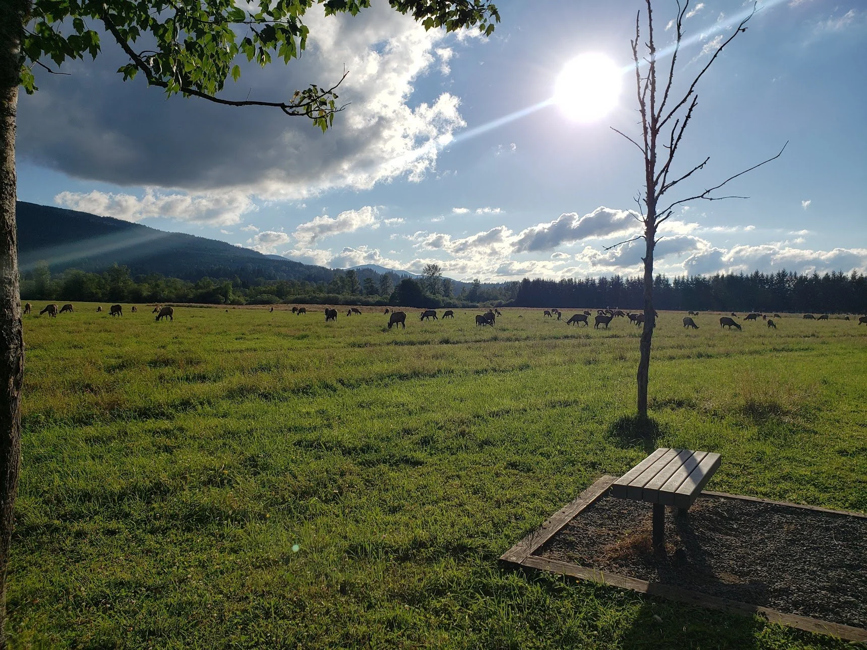 Open meadow with many deer populating it and bright sunlight filtering through the clouds