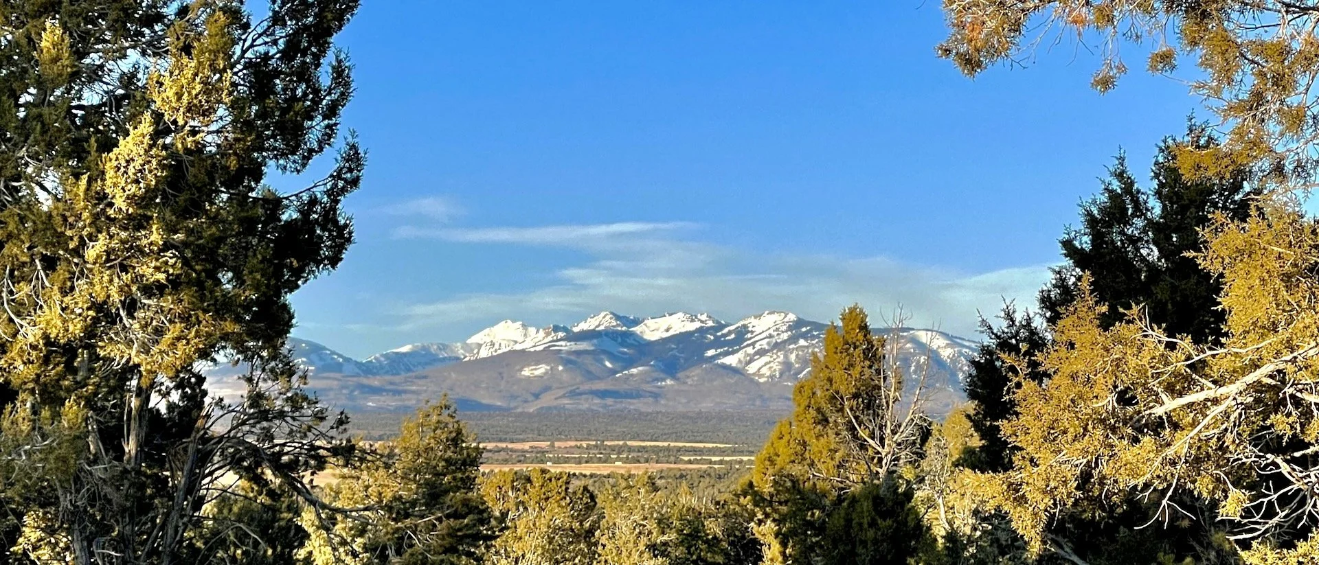 La Plata mountains through the trees
