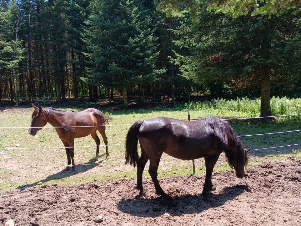 Two horses, one standing and one grazing, in a fenced pasture with trees in the background.