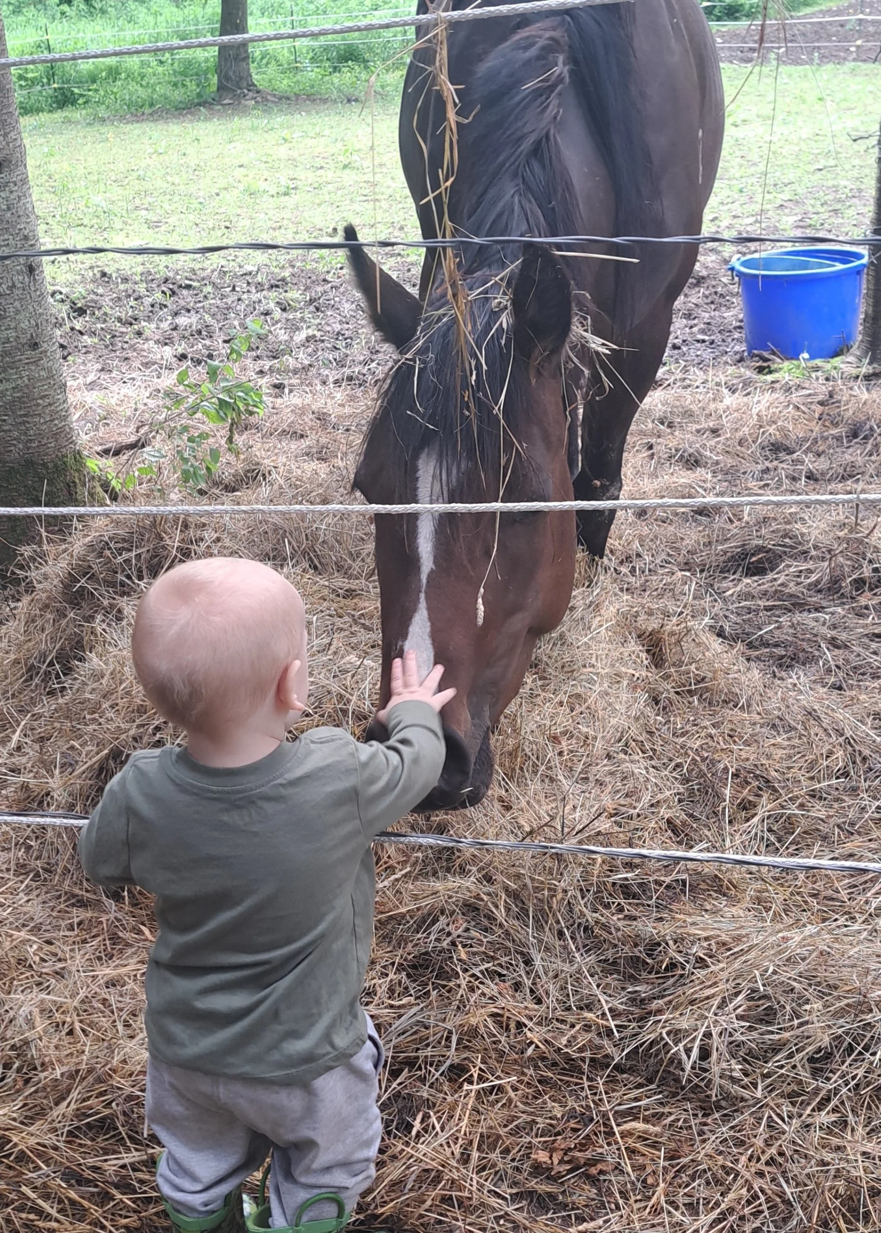 A young child with short blonde hair wearing a green long-sleeve shirt and gray pants reaching out to touch a brown horse through a fence on a farm.