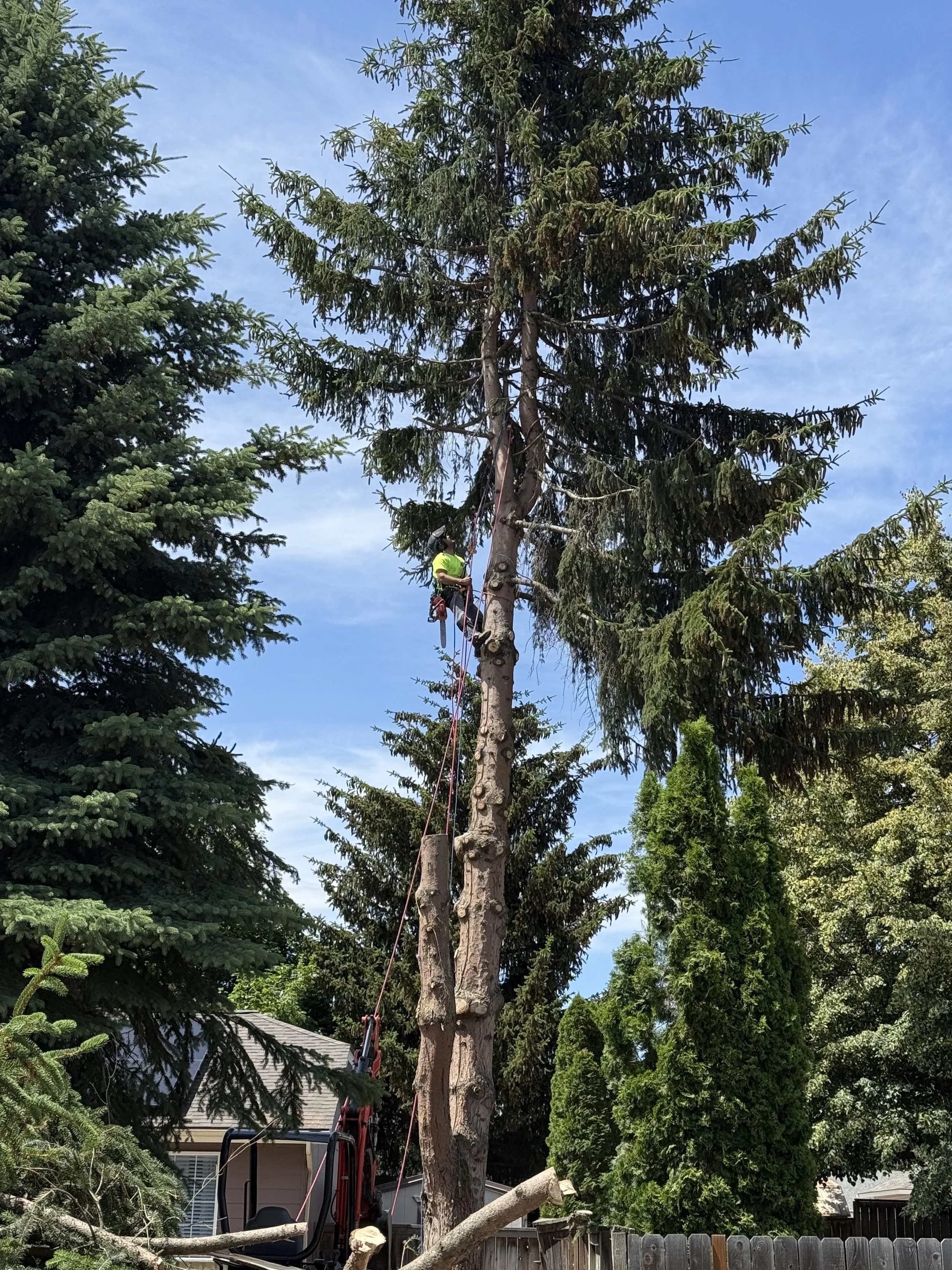 Rigging / Tree work