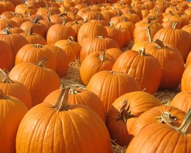 Christ Presbyterian Pumpkin Patch
