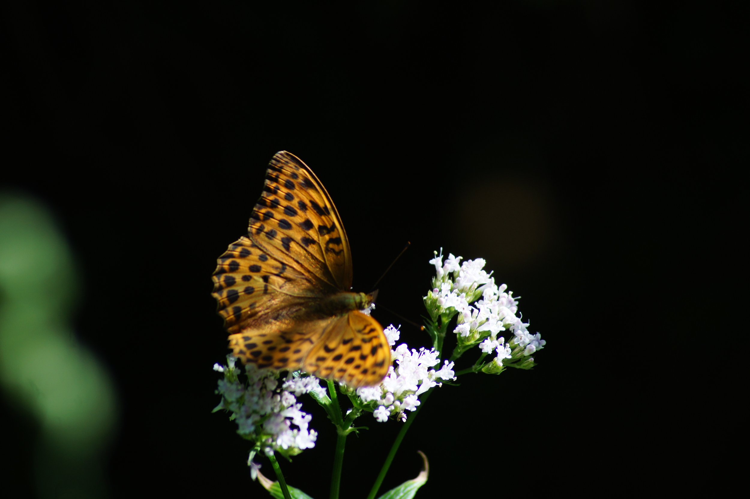DSC01155.JPG