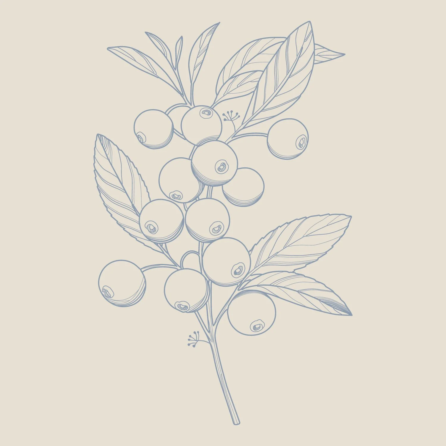 Illustrations-fruit-04.jpg