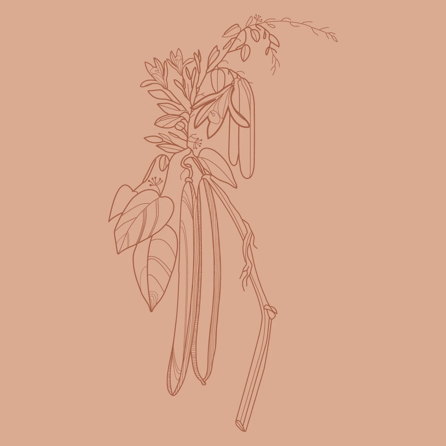 Illustrations-fruit-05.jpg