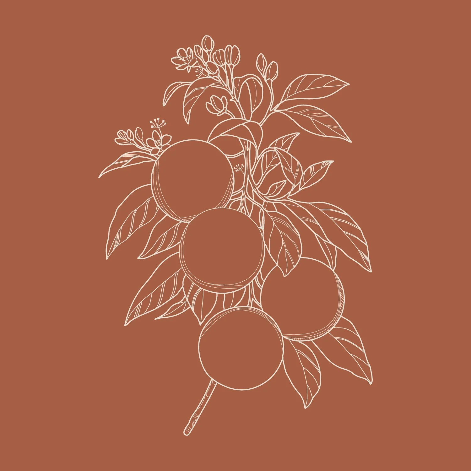Illustrations-fruit-01.jpg