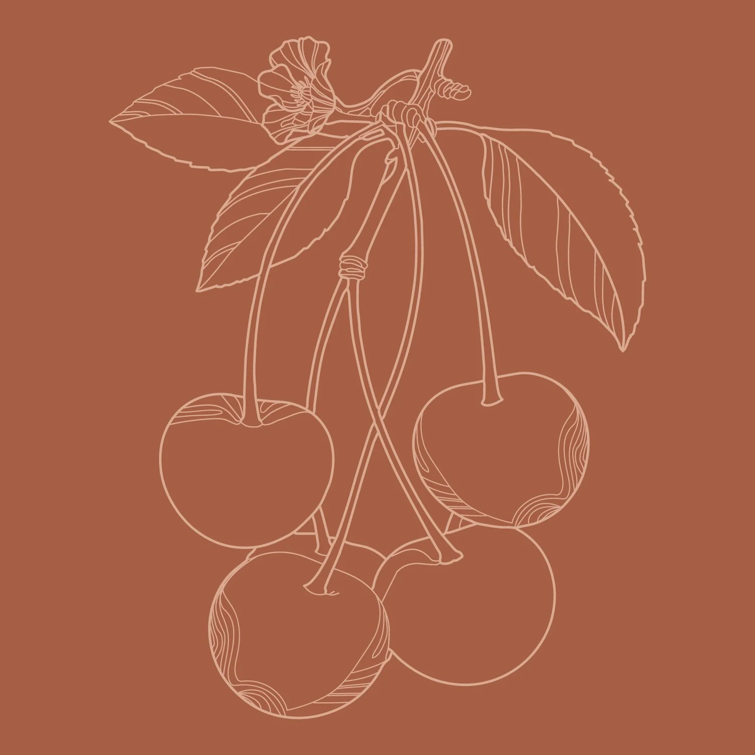Illustrations-fruit-06.jpg