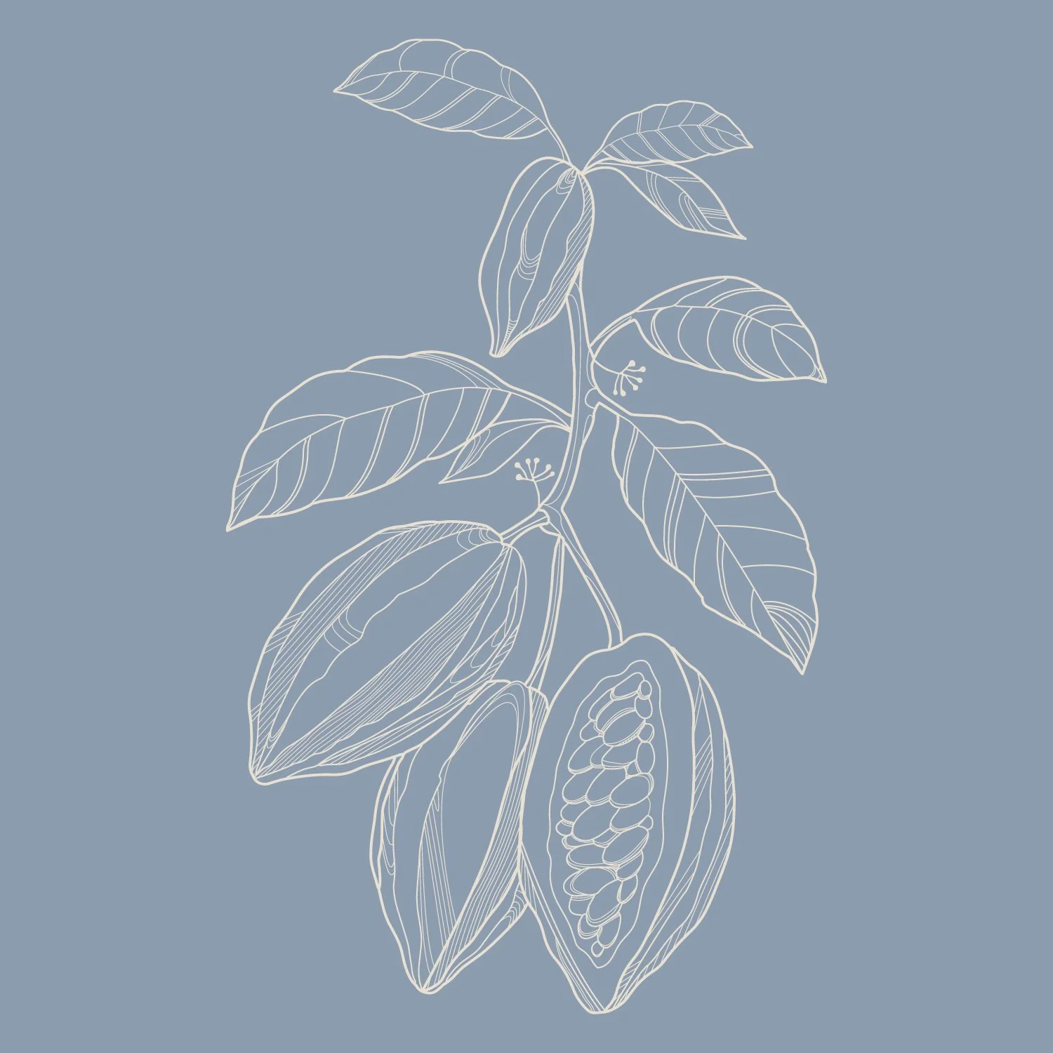 Illustrations-fruit-03.jpg
