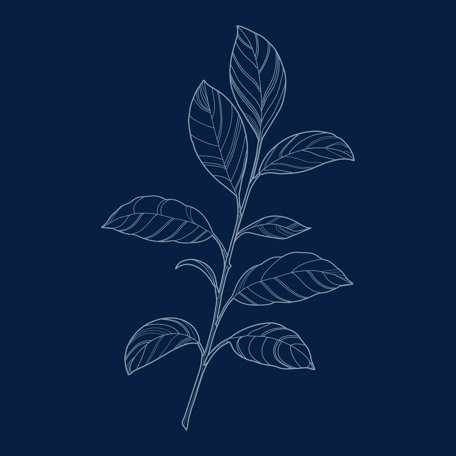 Illustrations-fruit-02.jpg