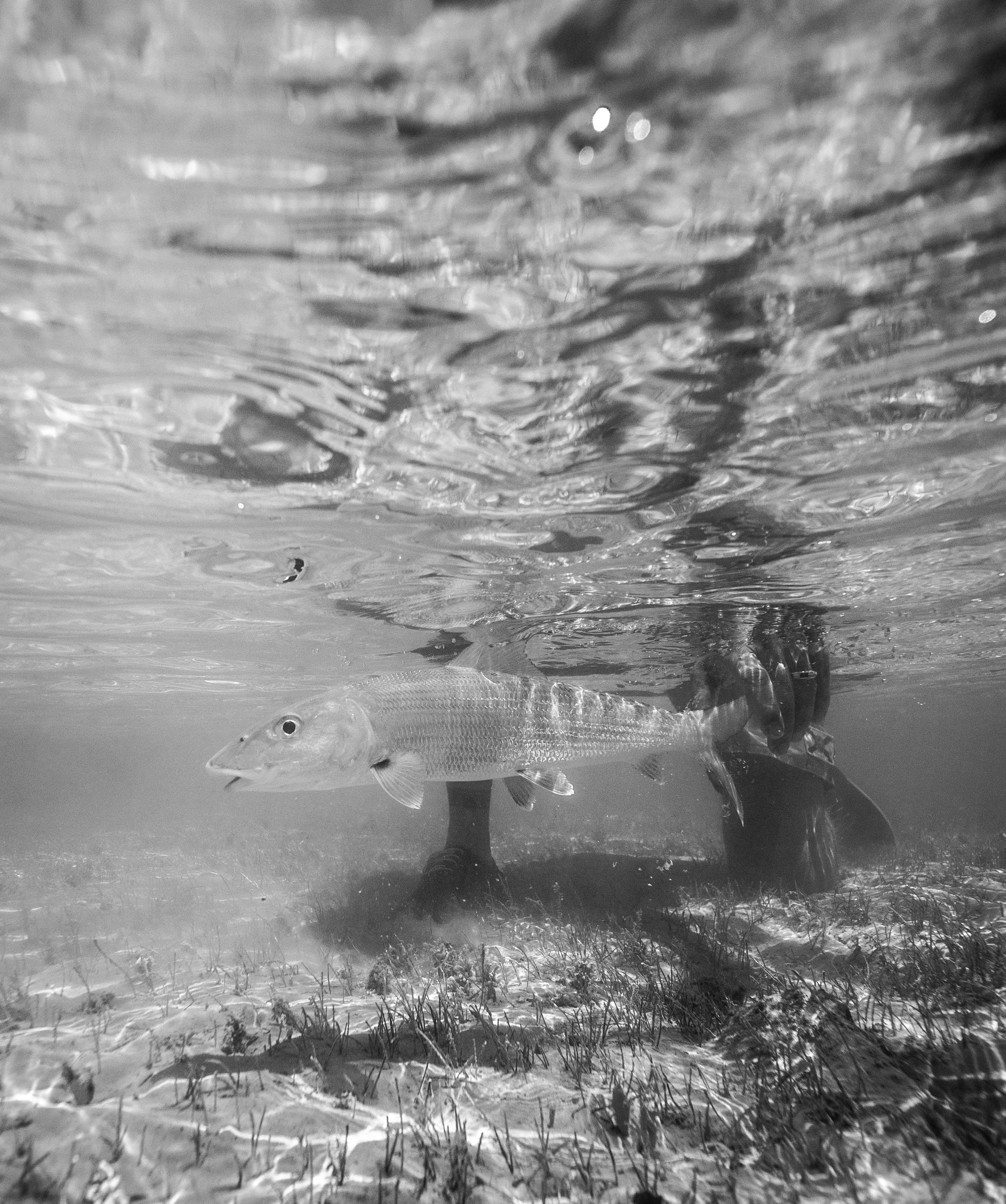 BOTE_Blackflylodge_052276798.jpg