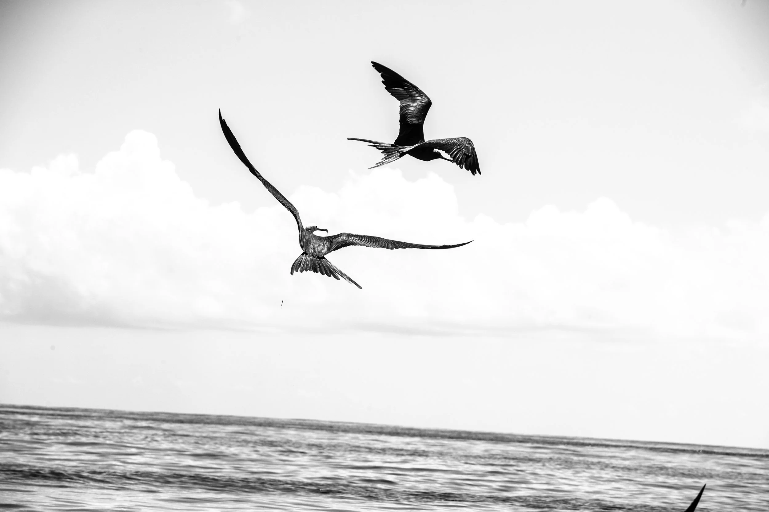 BOTE_CR_skye_D12112426.jpg