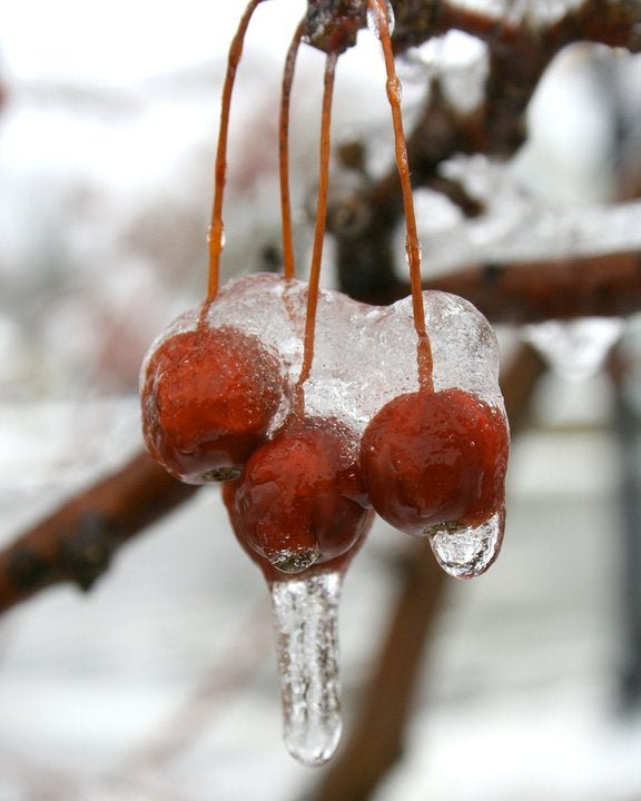 New Year's Plant Walk