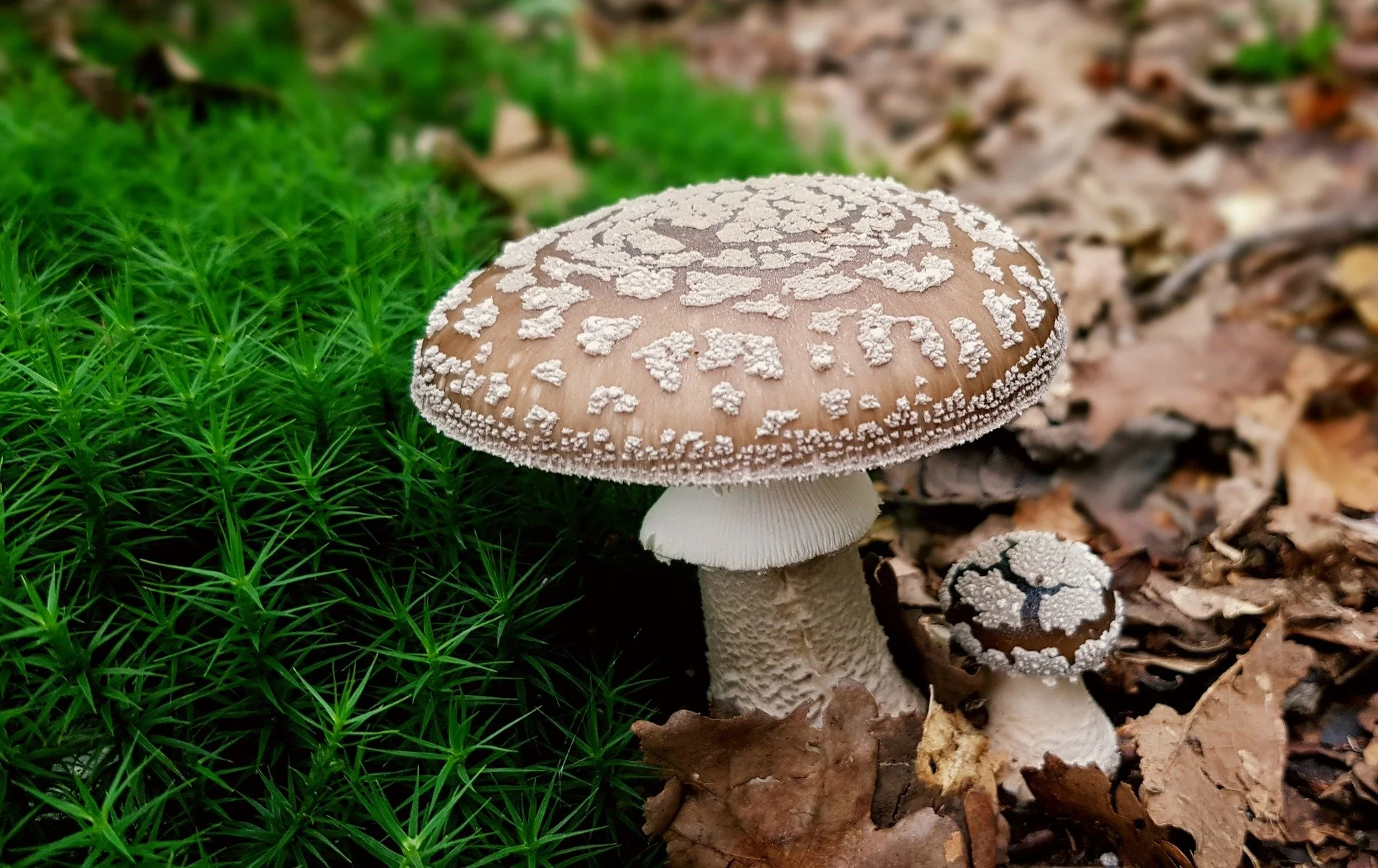 amanita 1.jpg