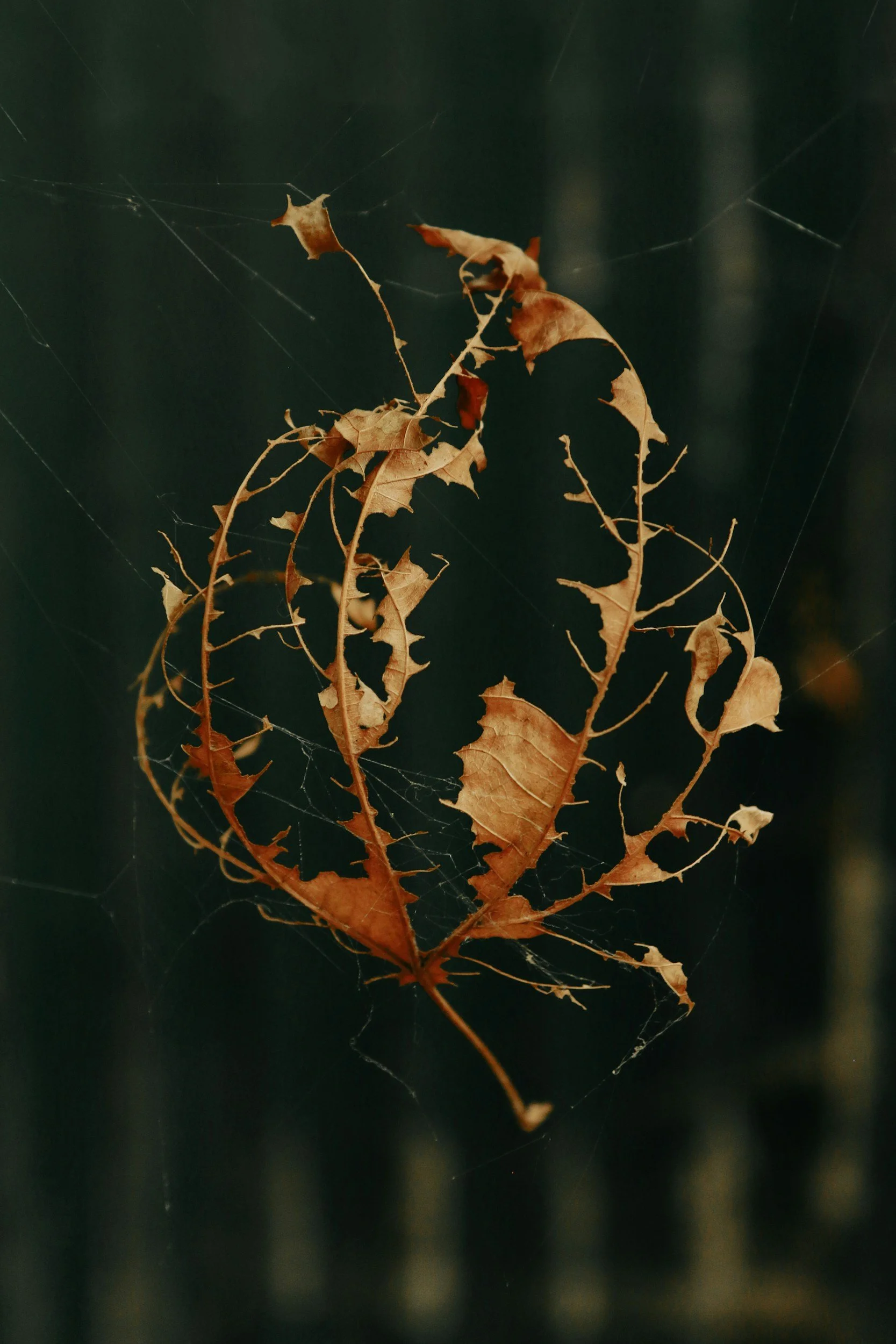 Safe To Fall Apart