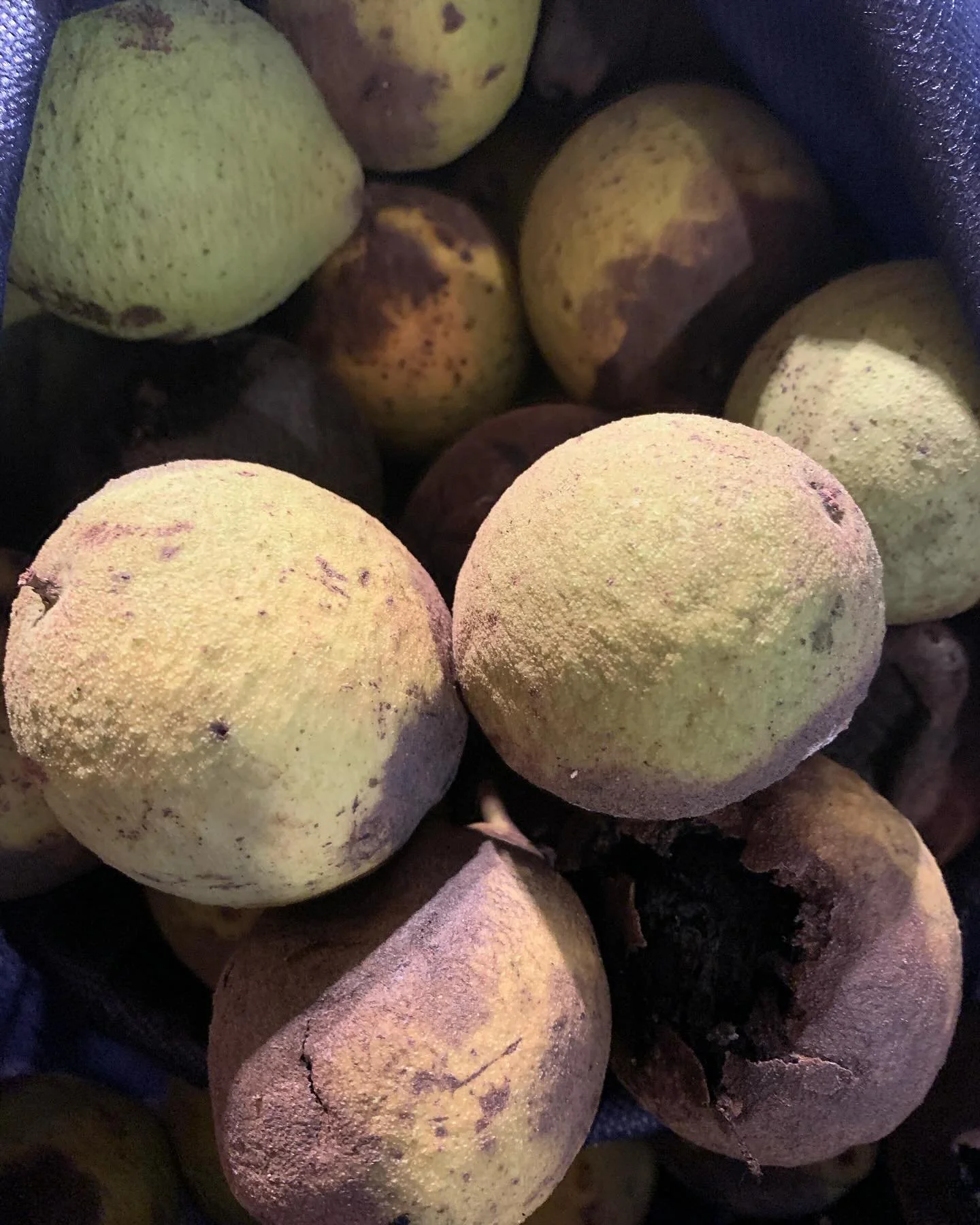 Black Walnuts Ink.  Been scouting out trees in the area; picked up two nice bags of them. I put in freezer to speed up the blackening process. You can just leave in a bag for about a week, but sure as the crow flies- you will get mold and maggots.
Fr