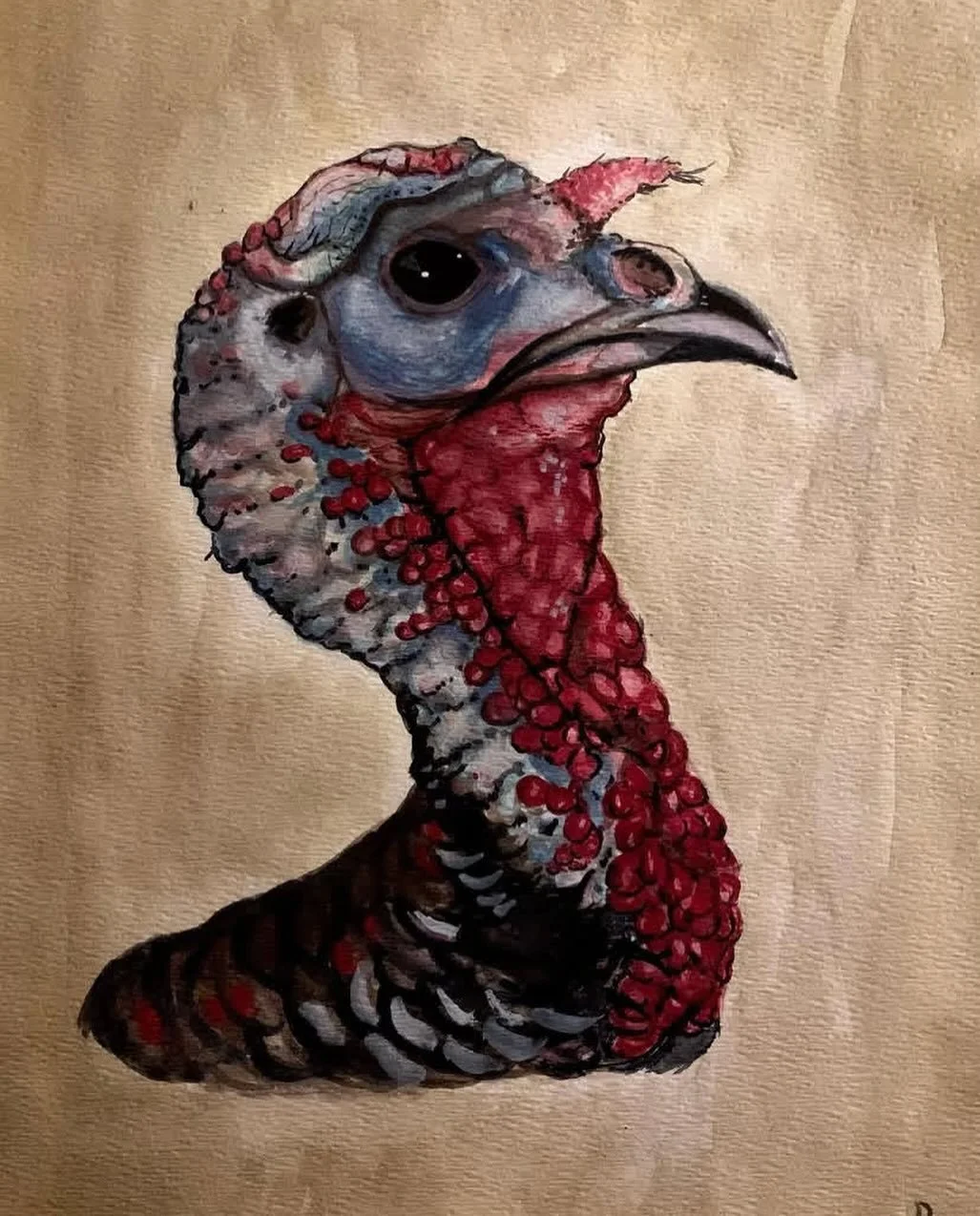 Portrait Of A Turkey, watercolor.
#watercolor #turkey #thanksgiving #beautiful #birds #painter #studio #traditionalart