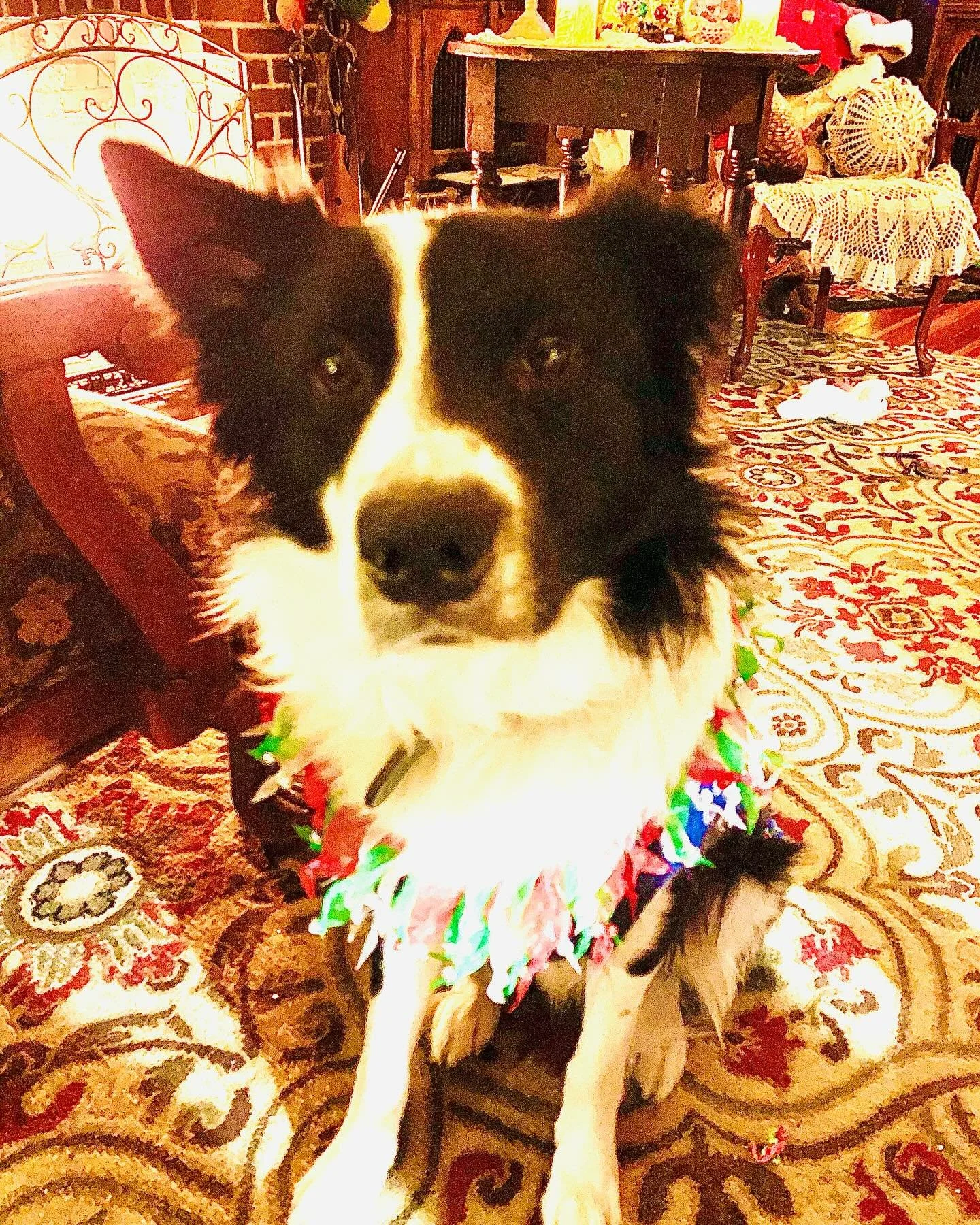 Angus, our holiday puppy- he will be two on New Year&rsquo;s Day!❤️❤️❤️