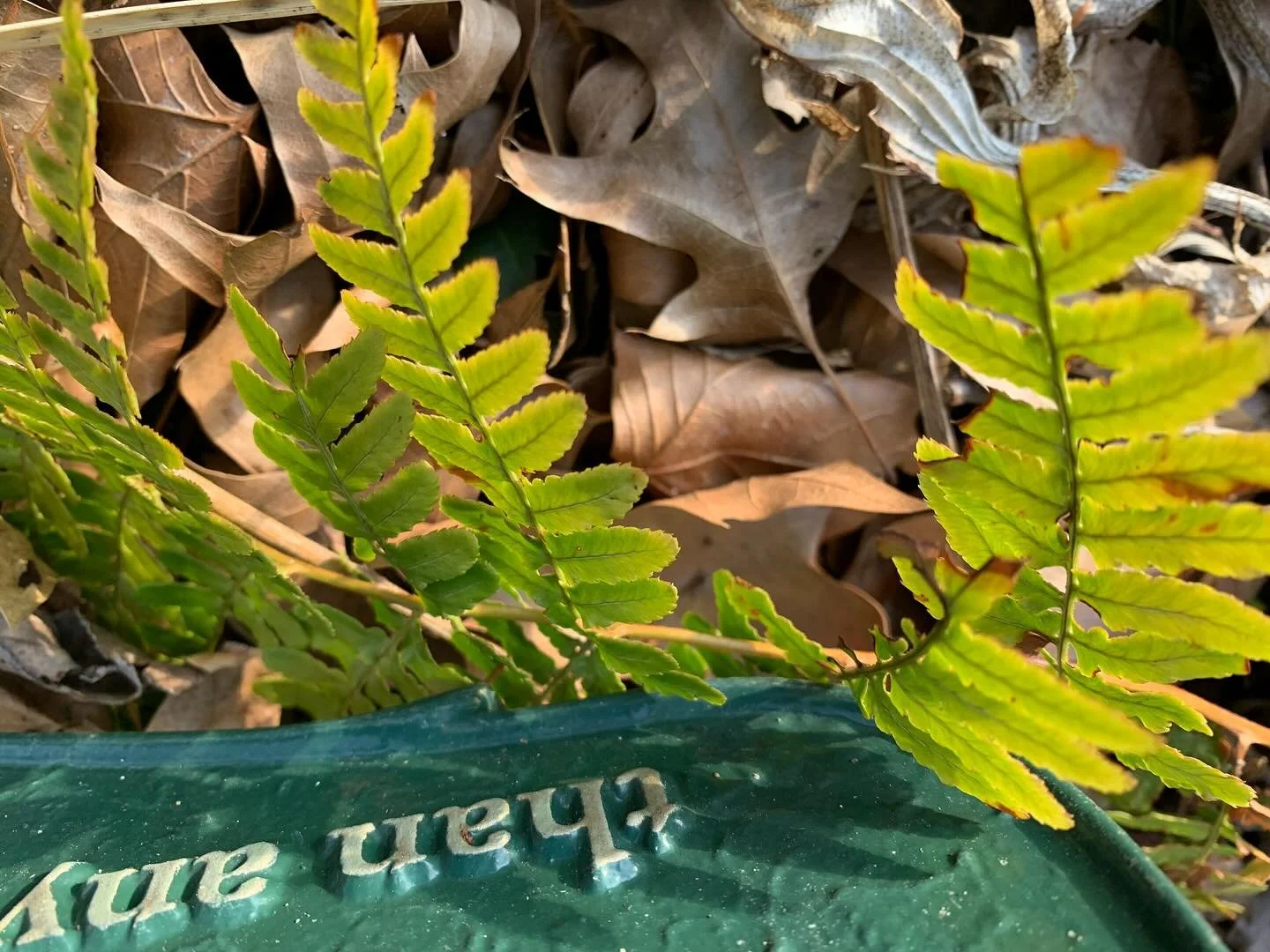 Signs Of Spring.  #Spring #bulbs #daffodil #flowers