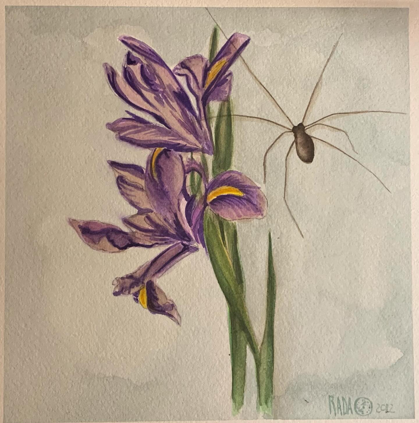Iris Are Blooming, watercolor.
#iris #watercolor #traditionalart #Spring #spider