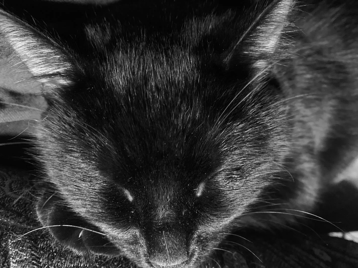 Bat Or Cat? One of our new rescue kittens: Ardak Bey.  #Rescuecats #brothers #ArdakBey #bat #cat #adopt #localanimalshelter #studiocats #shapeshifter
