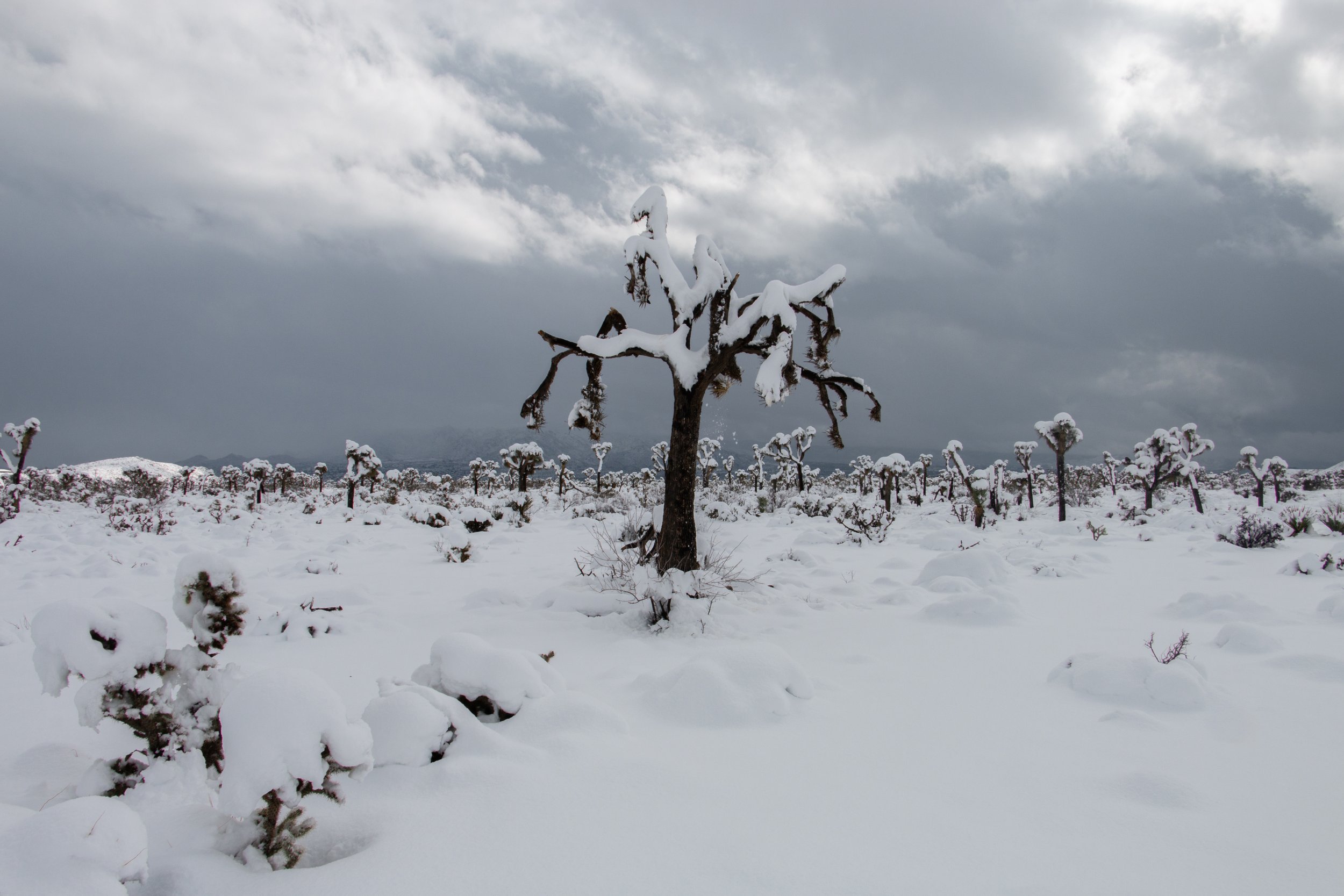 Visiting Joshua Tree National Park during the winter