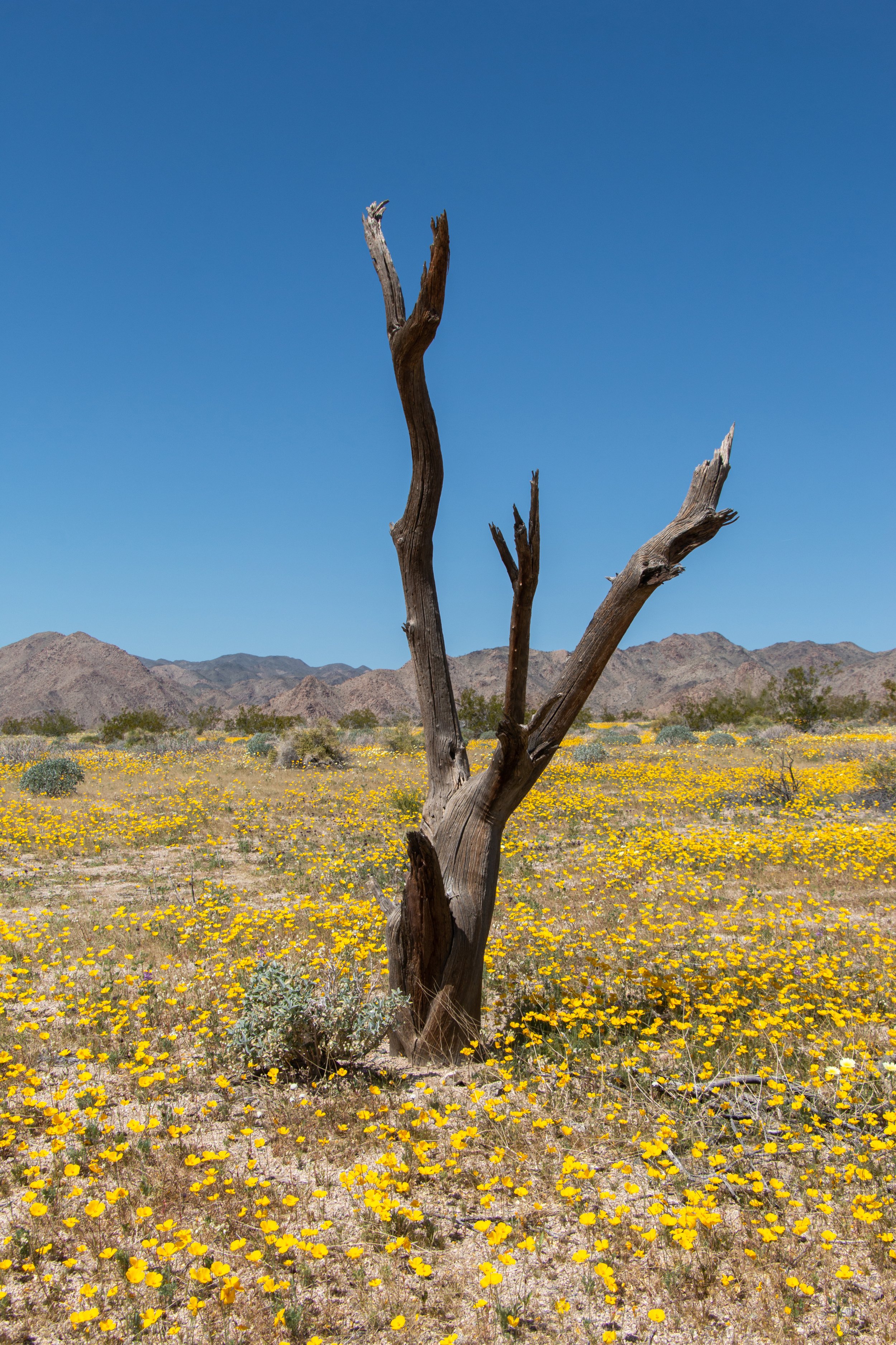 Joshua Tree Spring Guide: Wildflowers and the Busy Season | In Joshua Tree