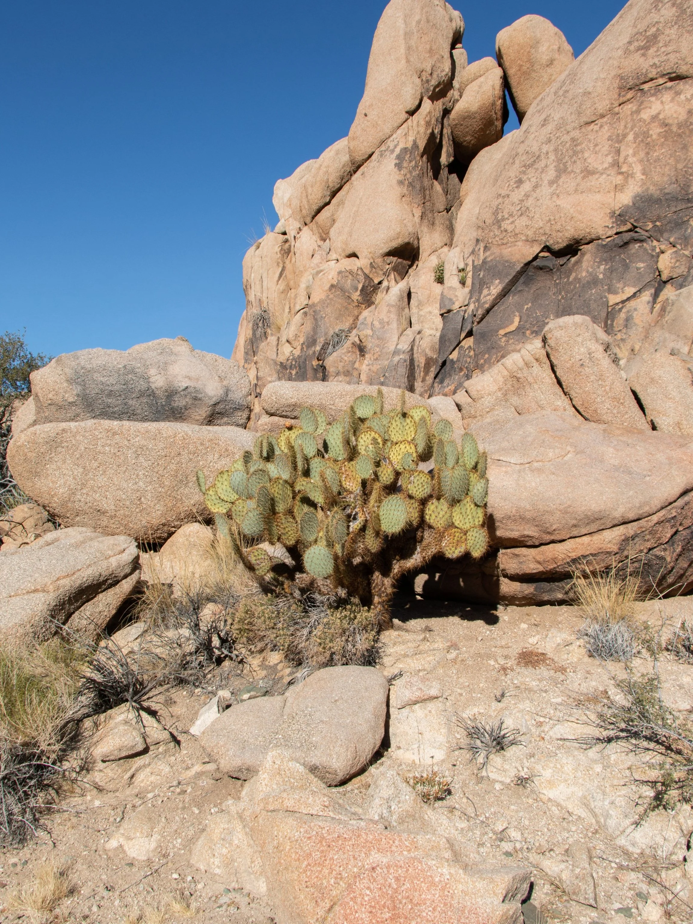 Park ranger speaking to visitors at a desert location with large rock formations and Joshua trees.
